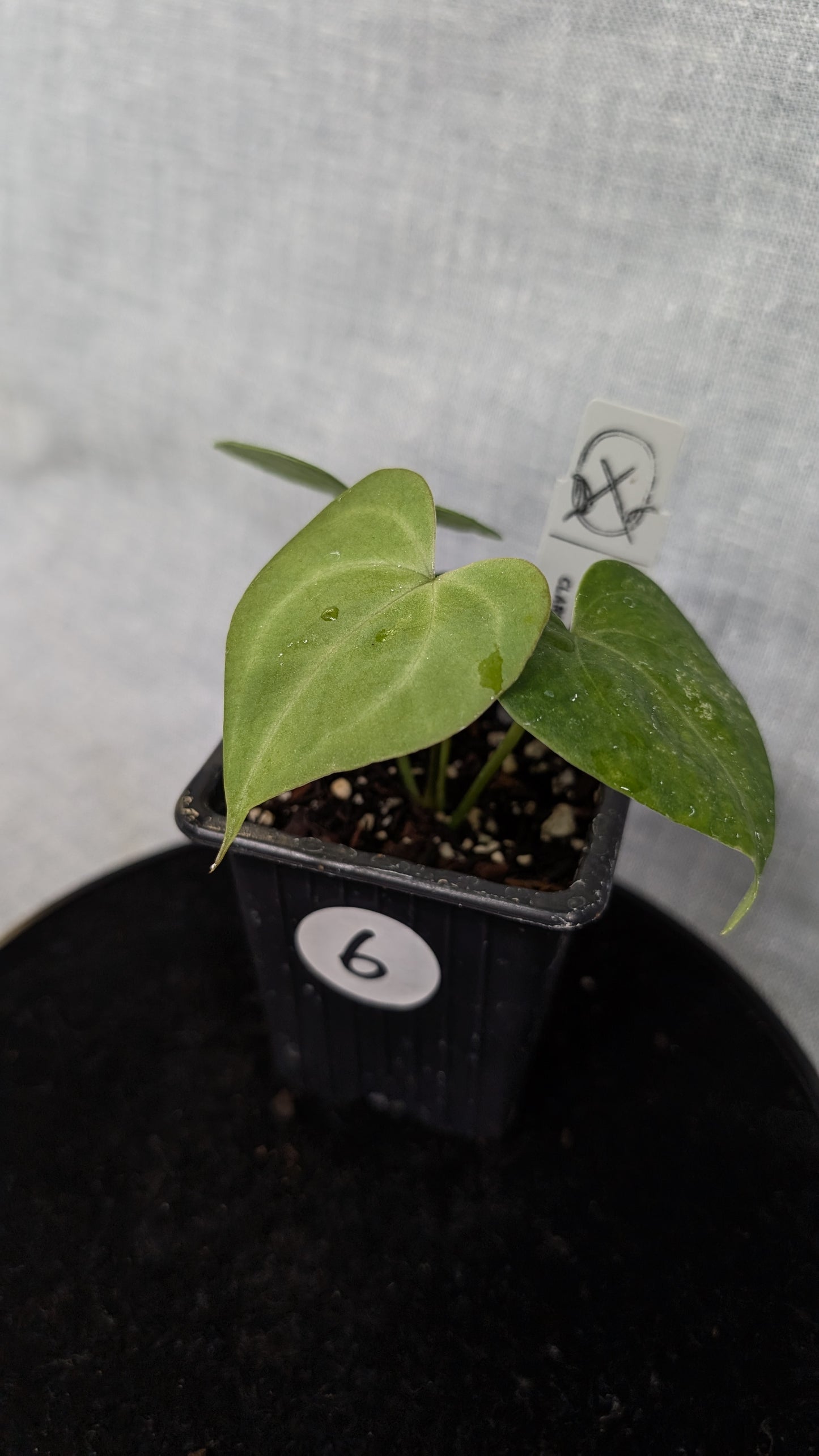 Anthurium Pterodactyl variegata x Clarinervium (or x self)