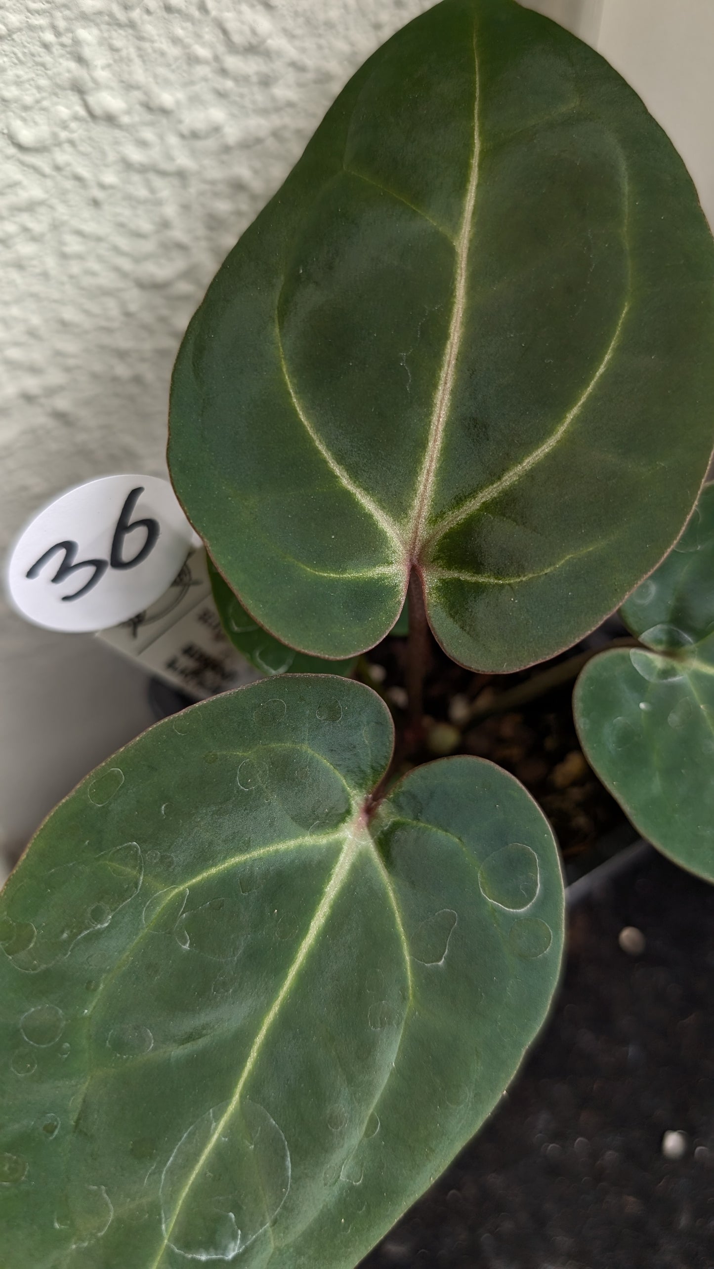 Anthurium Doc Block Zara x Michelle 'Selected Dark Form' x Besseae aff. 'Black Pillow'