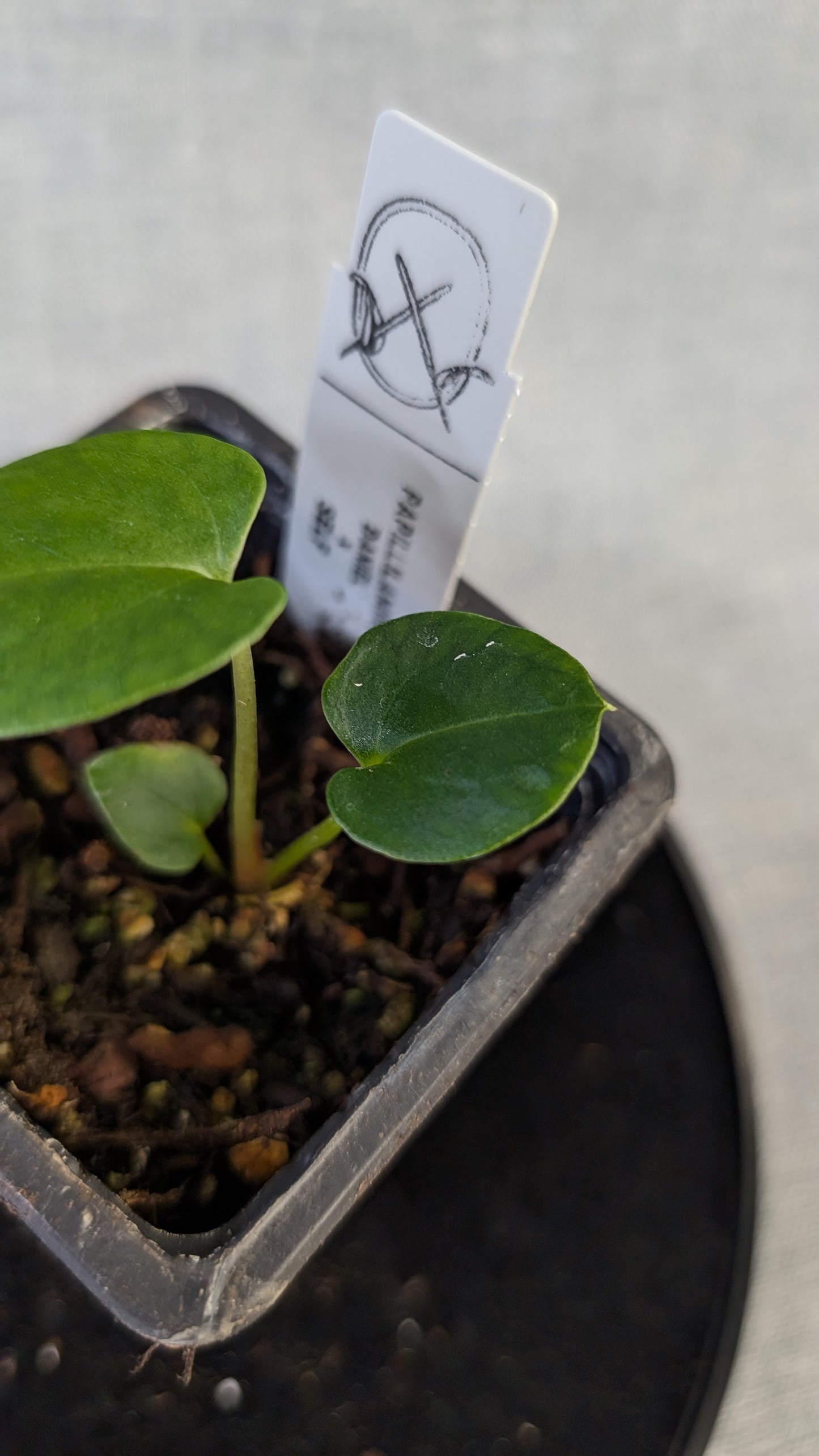 Anthurium Papillilaminum 'Daniel'