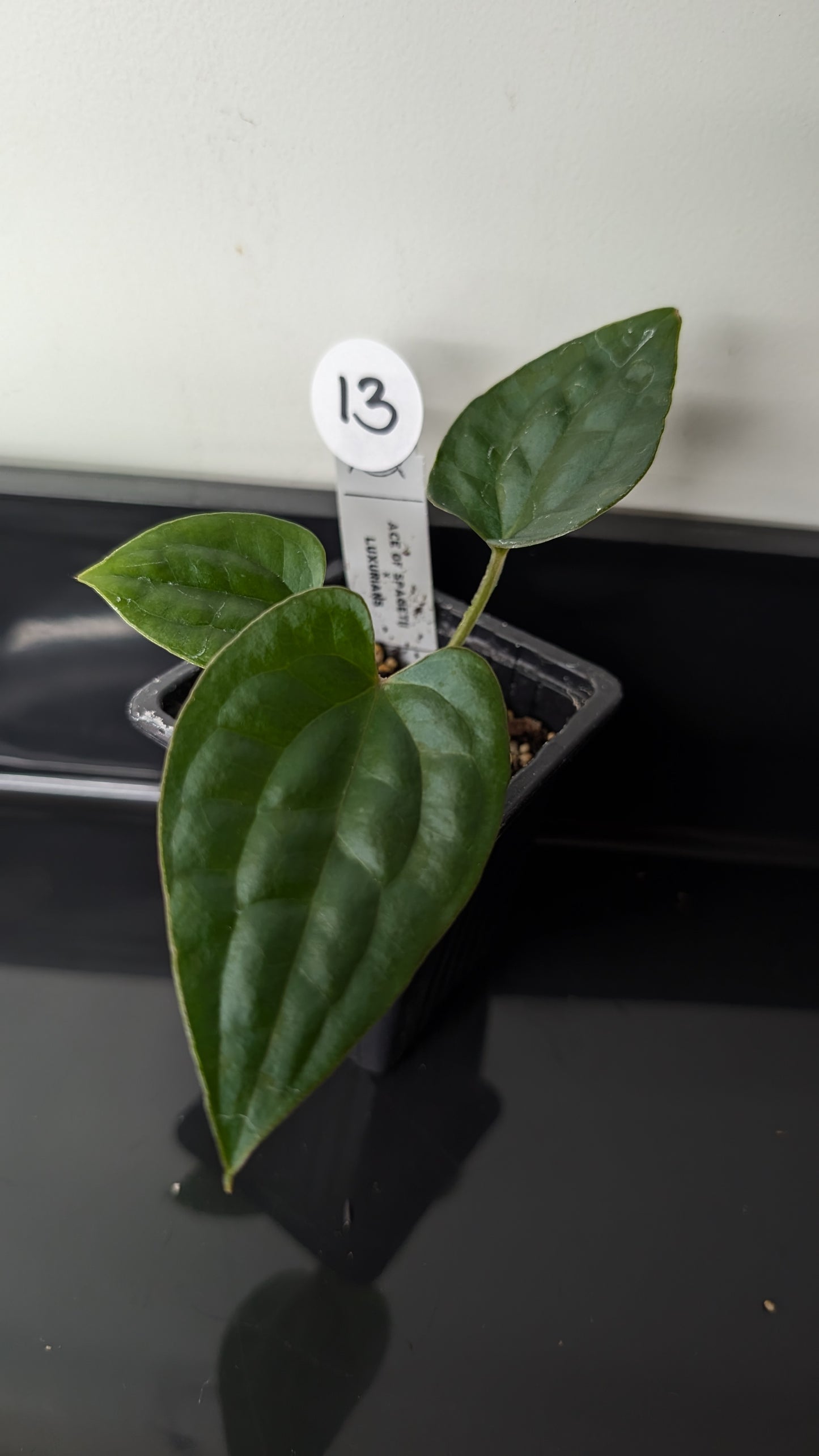 Anthurium 'Ace of Spagetii' x Luxurians