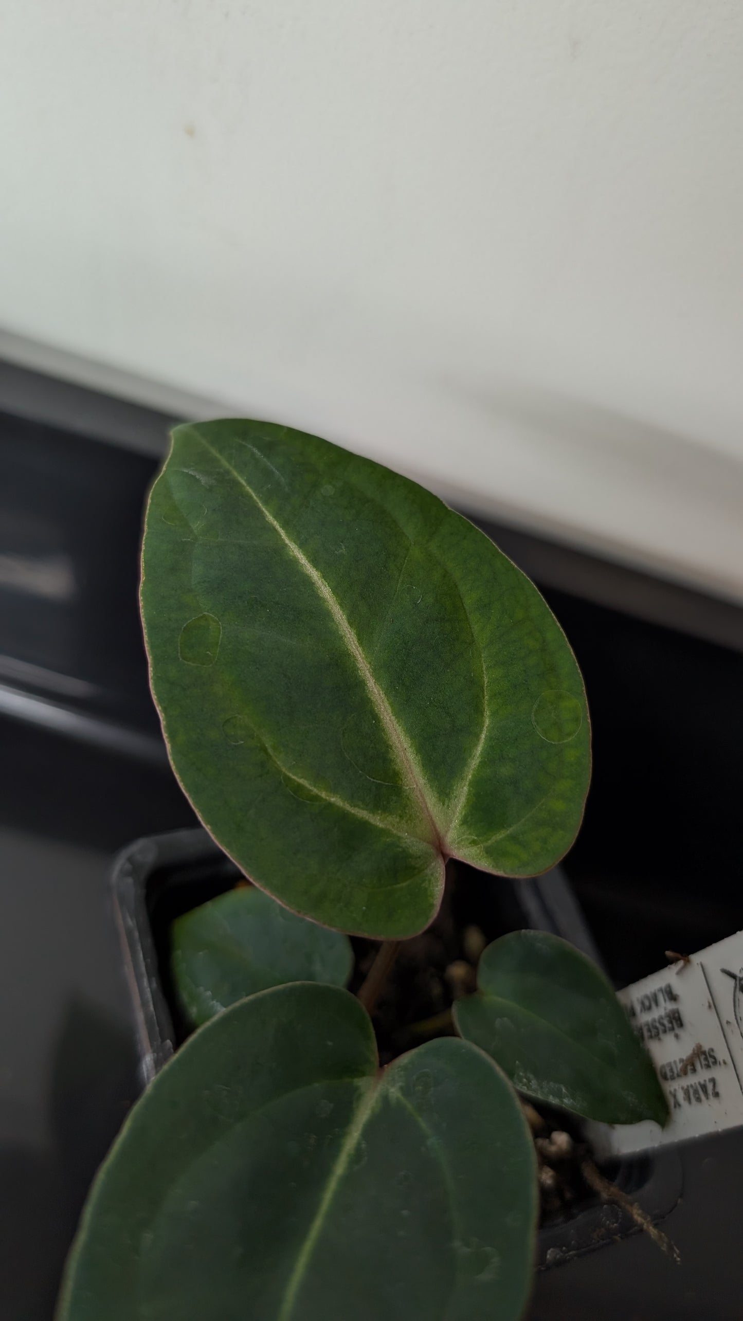 Anthurium Doc Block Zara x Michelle 'Selected Dark Form' x Besseae aff. 'Black Pillow'