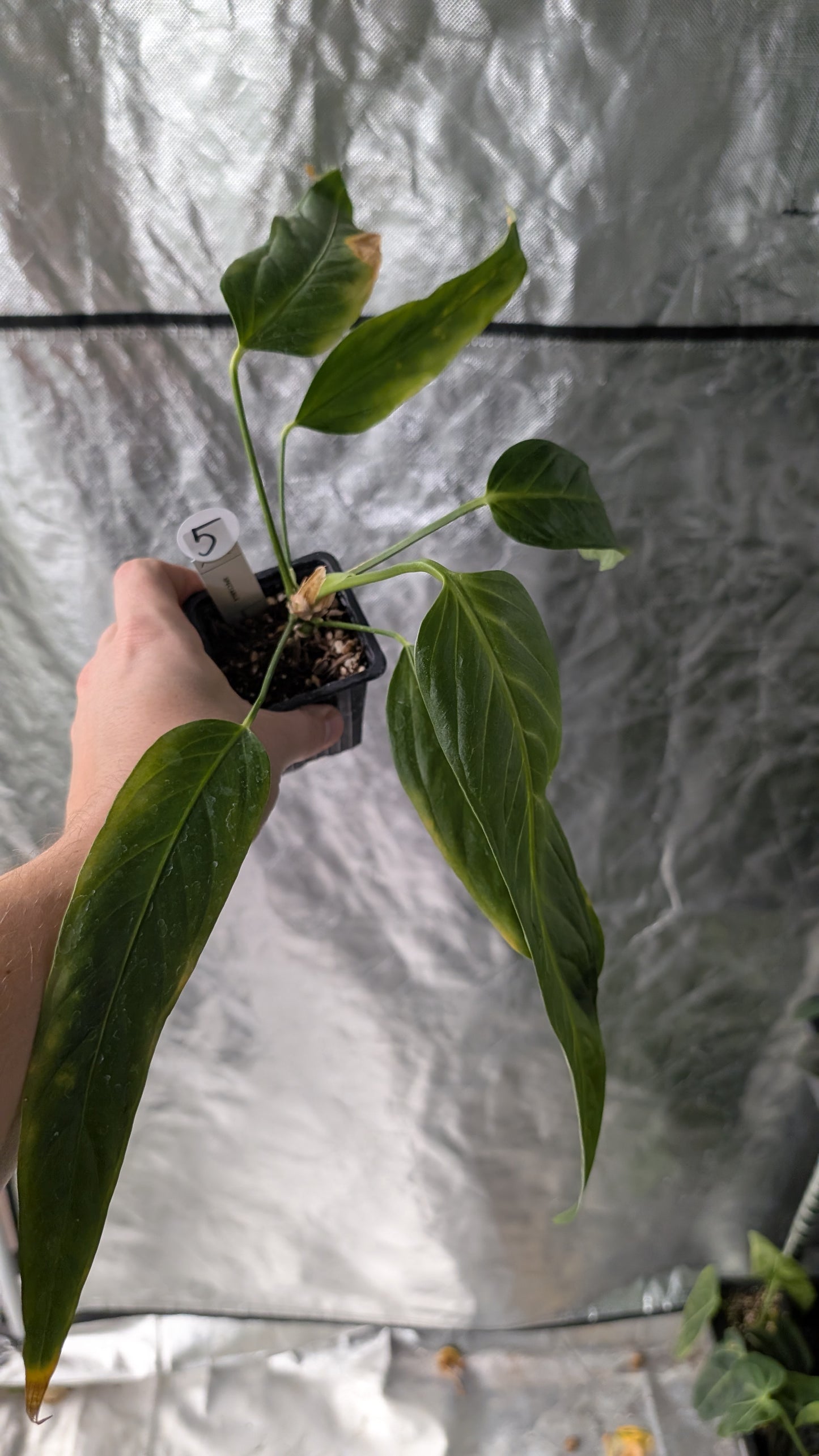 Anthurium Spectabile