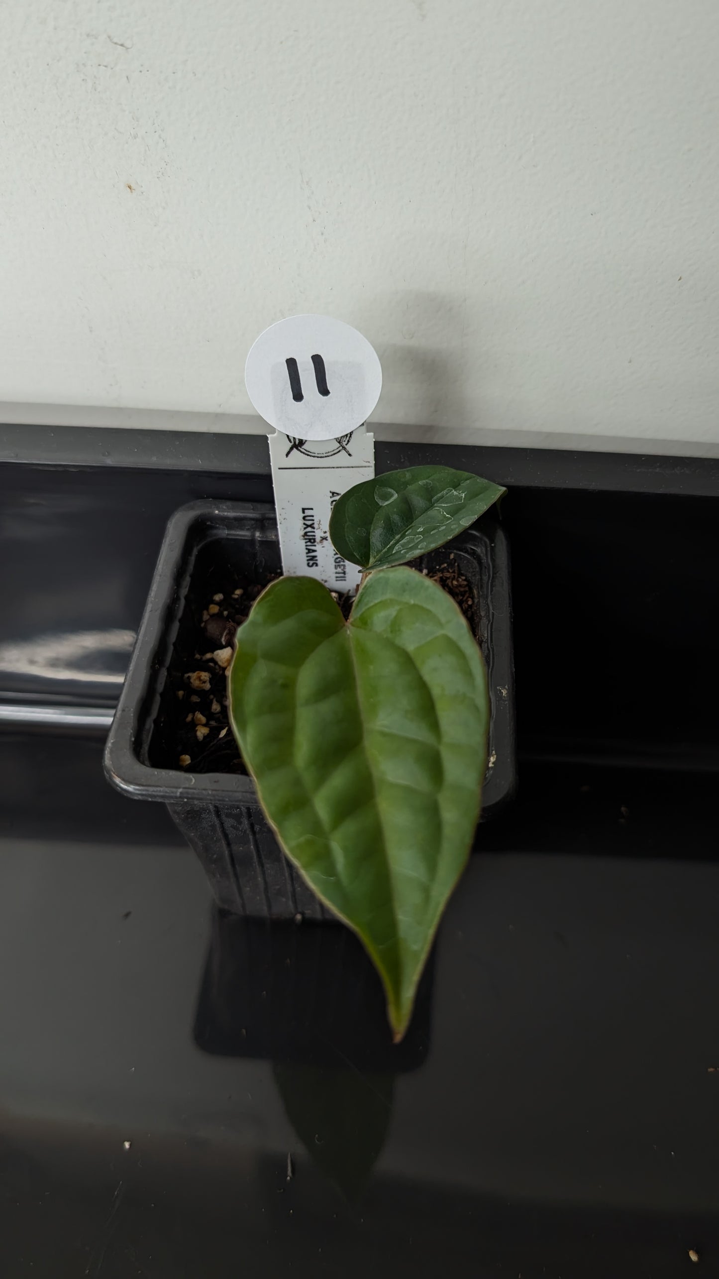 Anthurium 'Ace of Spagetii' x Luxurians