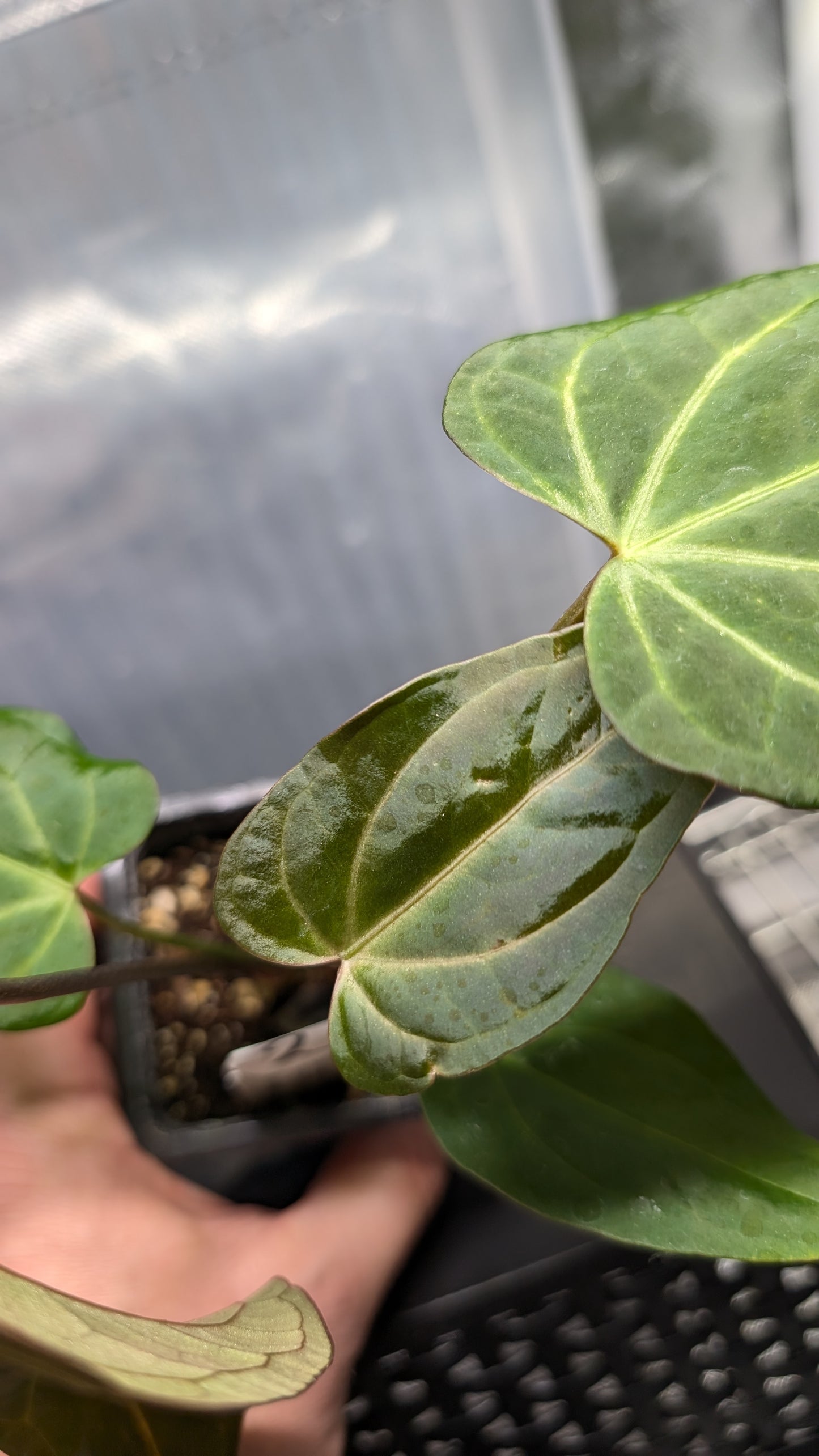Anthurium Doc Block 'Zara' x 'Michelle' Selected Dark Form x Mr. Worldwide