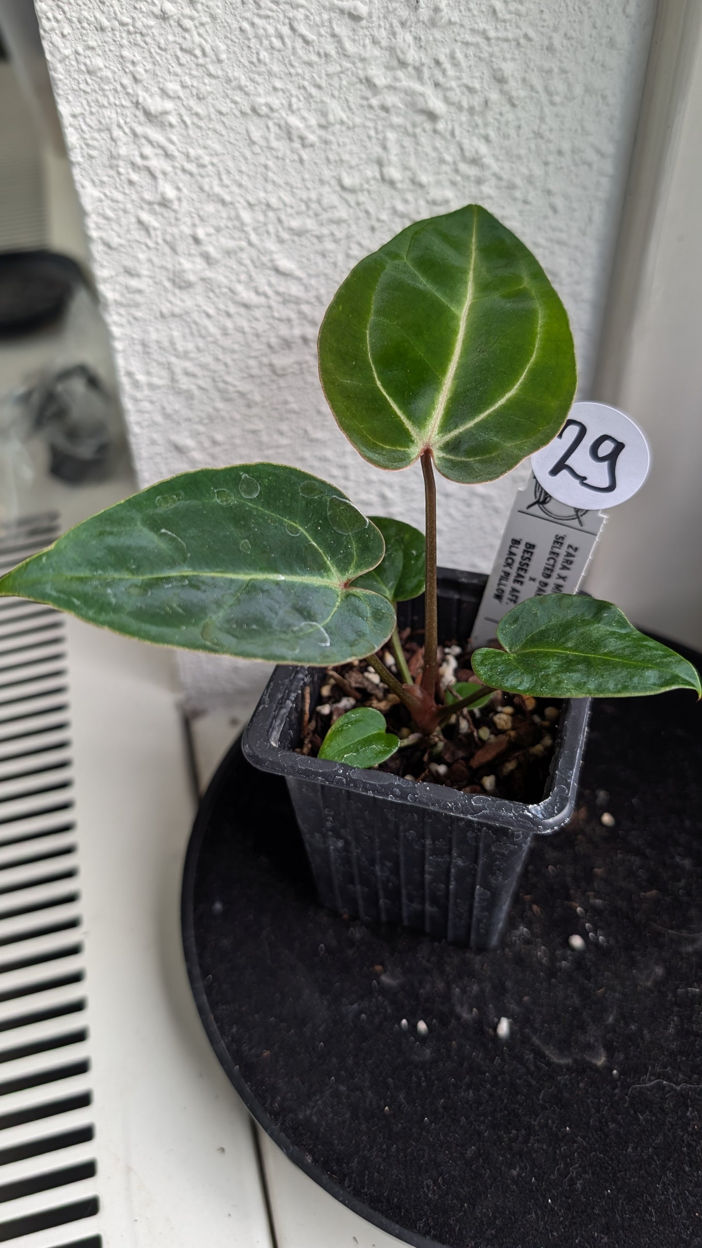 Anthurium Doc Block Zara x Michelle 'Selected Dark Form' x Besseae aff. 'Black Pillow'
