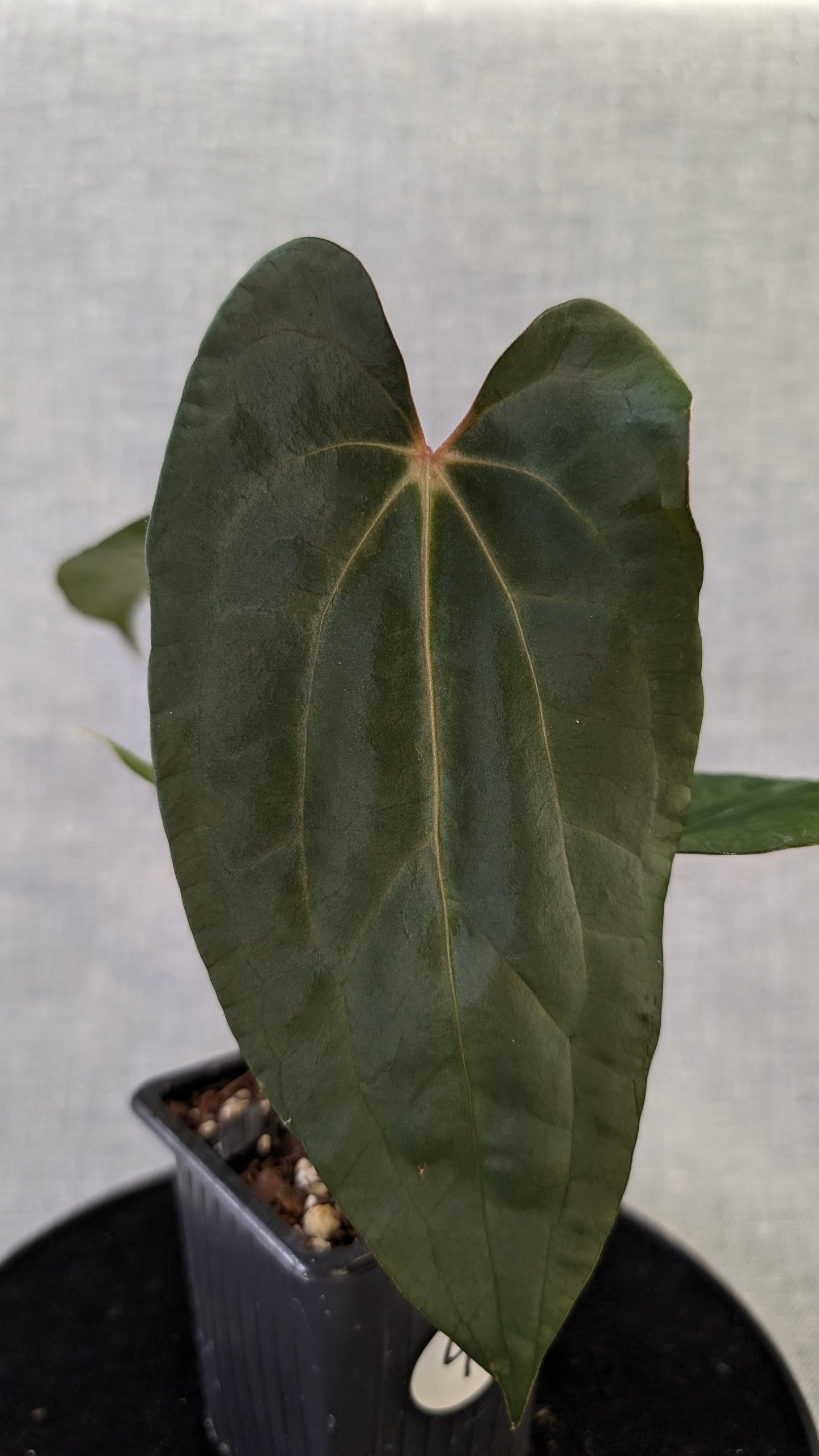Anthurium Papillilaminum 'Daniel' x Ace of Spagetii