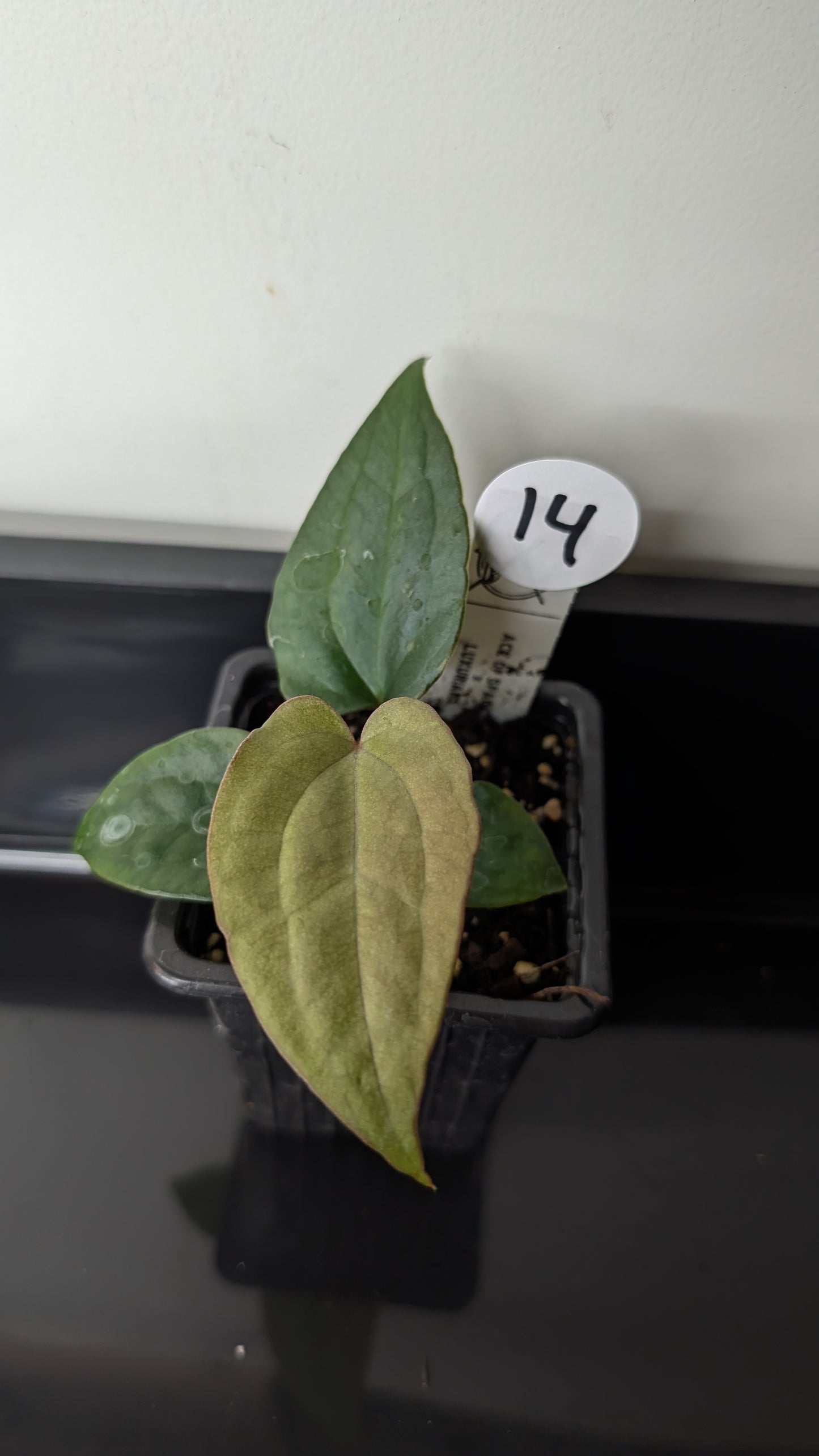 Anthurium 'Ace of Spagetii' x Luxurians