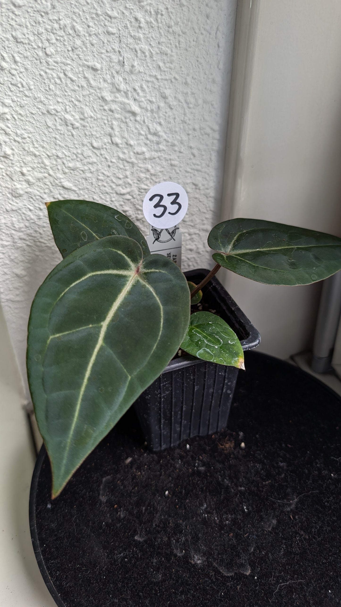 Anthurium Doc Block Zara x Michelle 'Selected Dark Form' x Besseae aff. 'Black Pillow'
