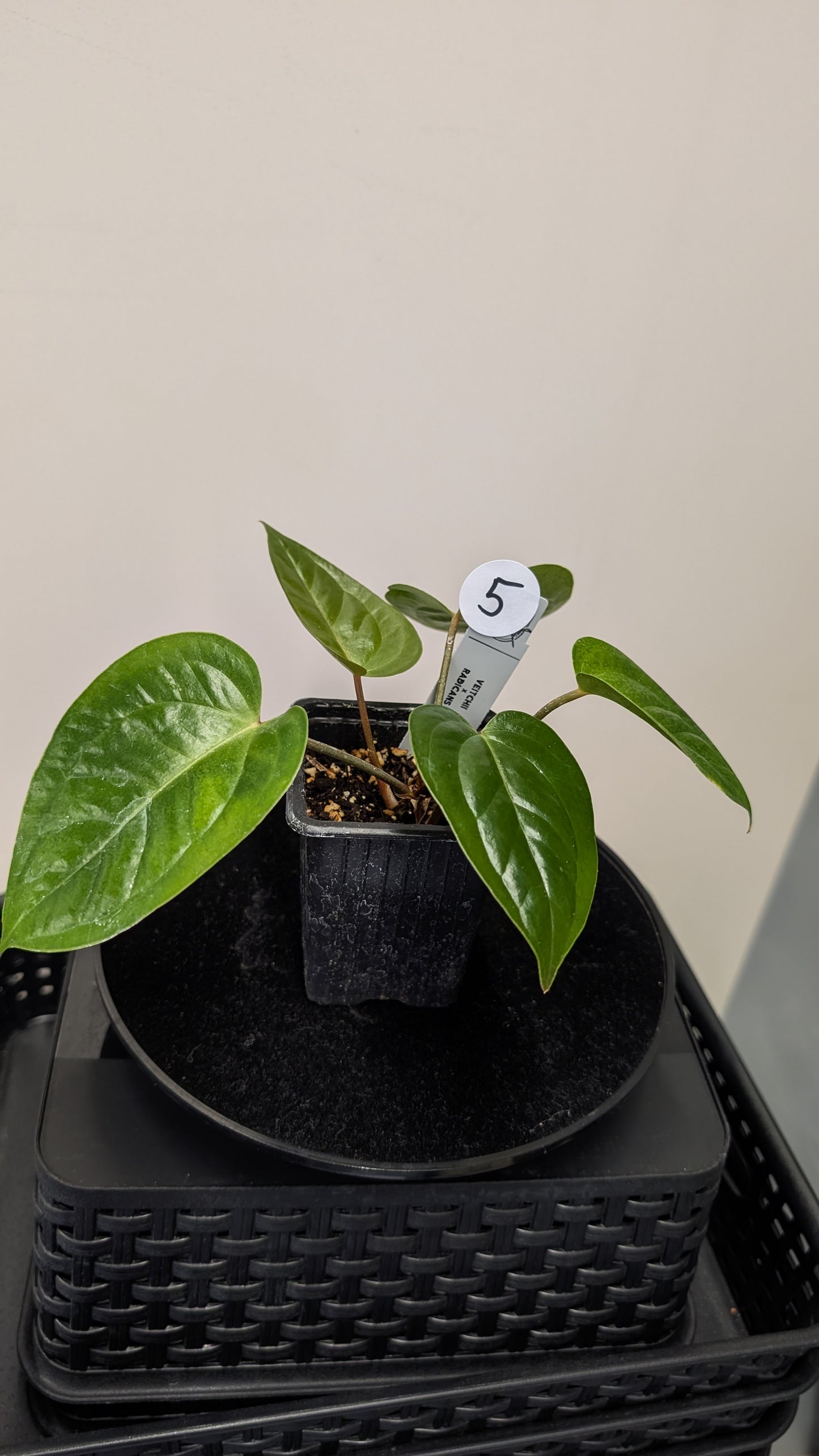 Anthurium Veitchii x Radicans (Unique Curious Plants-cross)