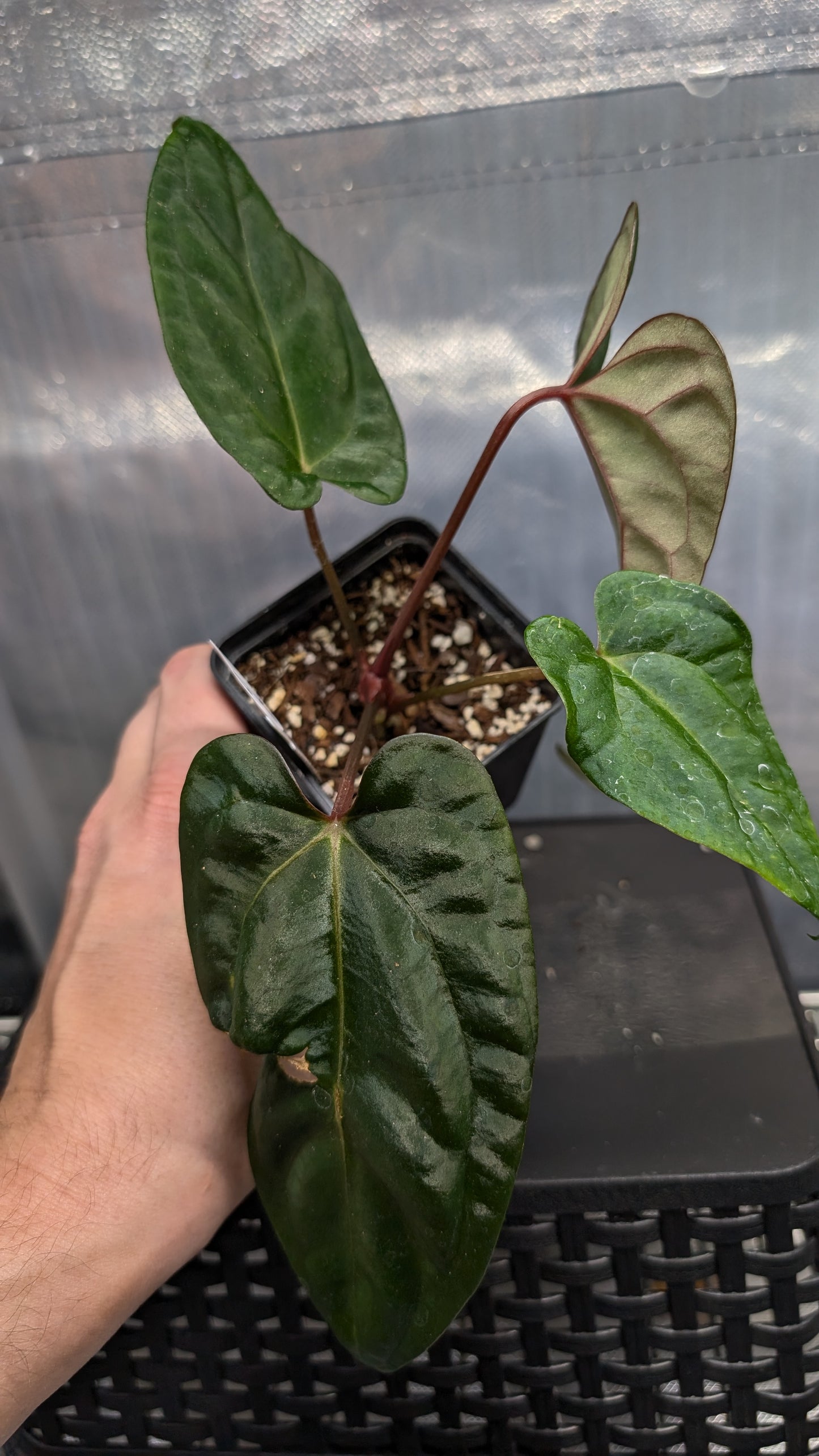 Anthurium Besseae aff 'Black Pillow' x Papillilaminum 'Fort Sherman' seedlings