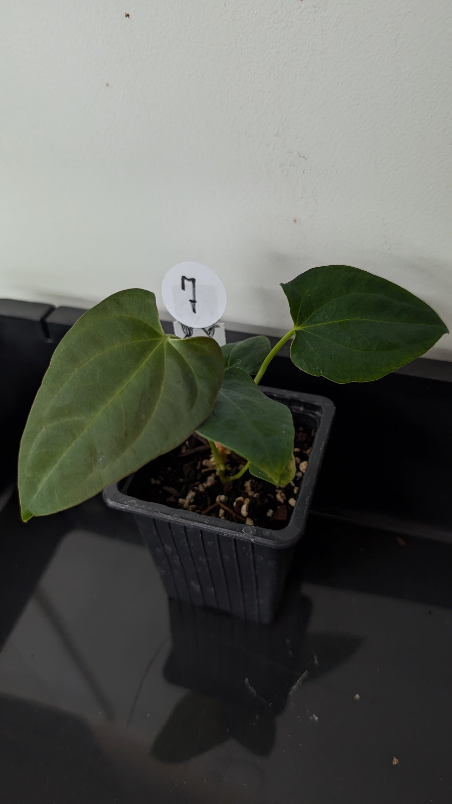 Anthurium Papillilaminum 'Fort Sherman' x Mr. Worldwide