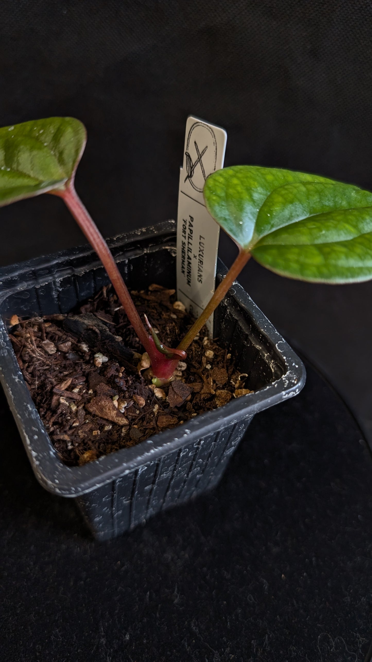 Anthurium Luxurians x Papillilaminum 'Fort Sherman'