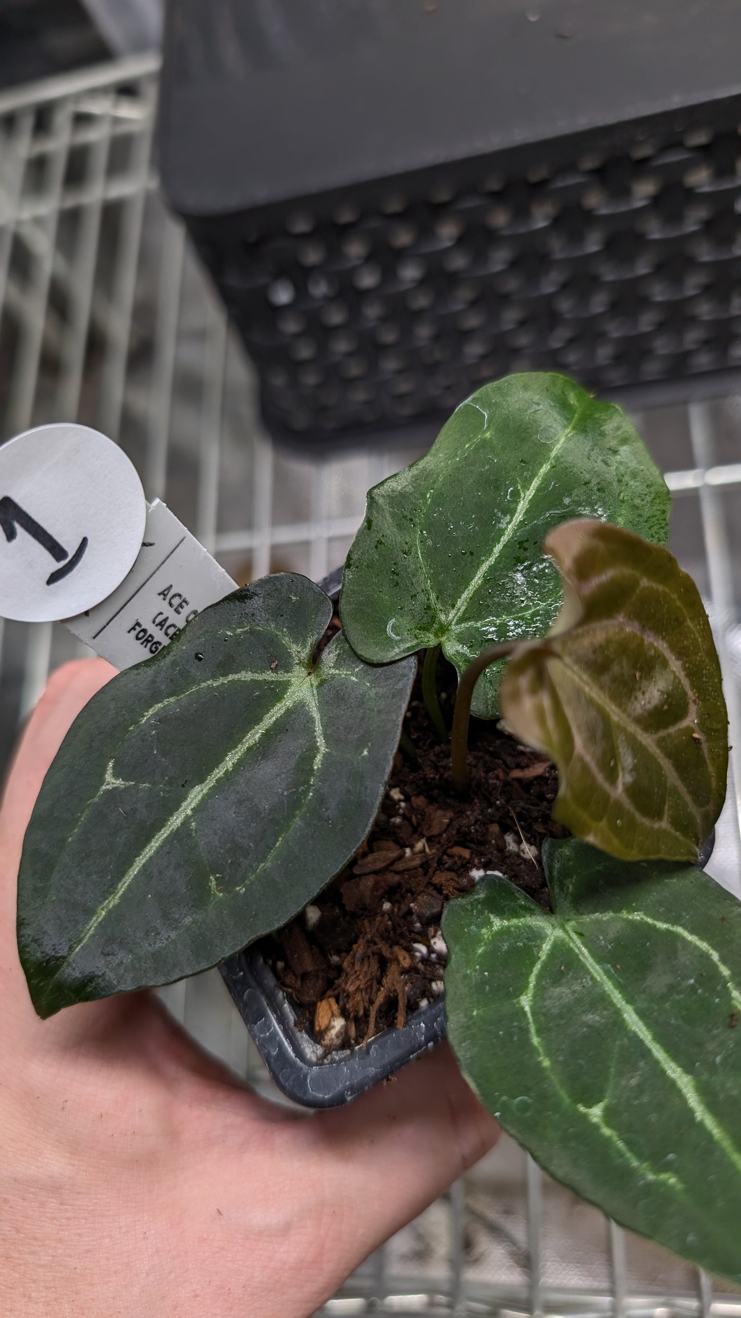 Anthurium Ace of Spagetii F2 (Ace of Spades x Forgetii) F2