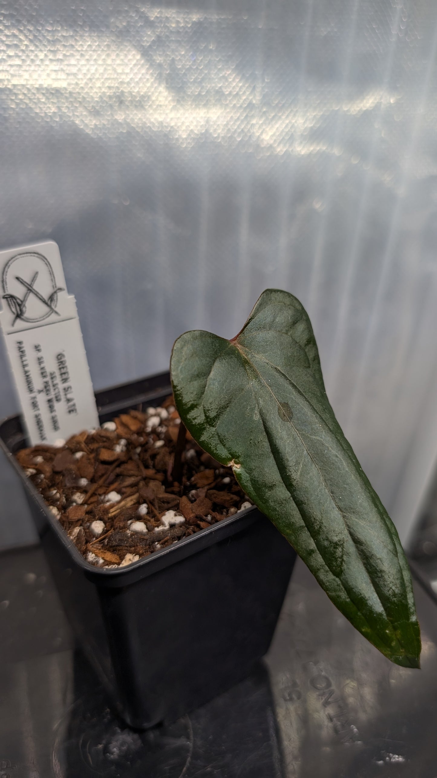 Anthurium 'Green Slate'
