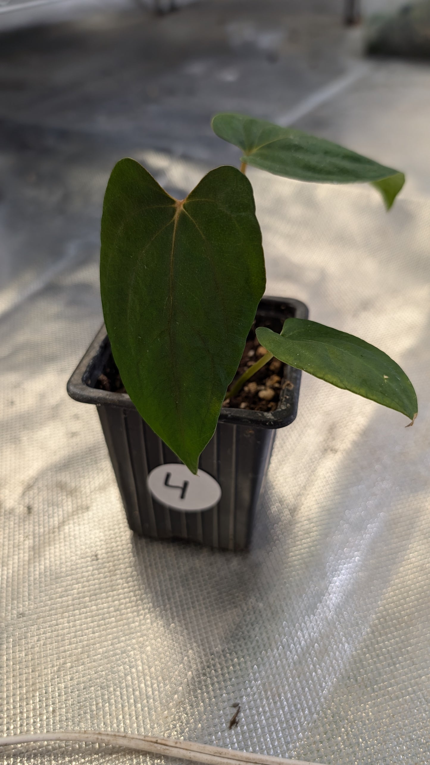 Anthurium Papillilaminum 'Daniel'