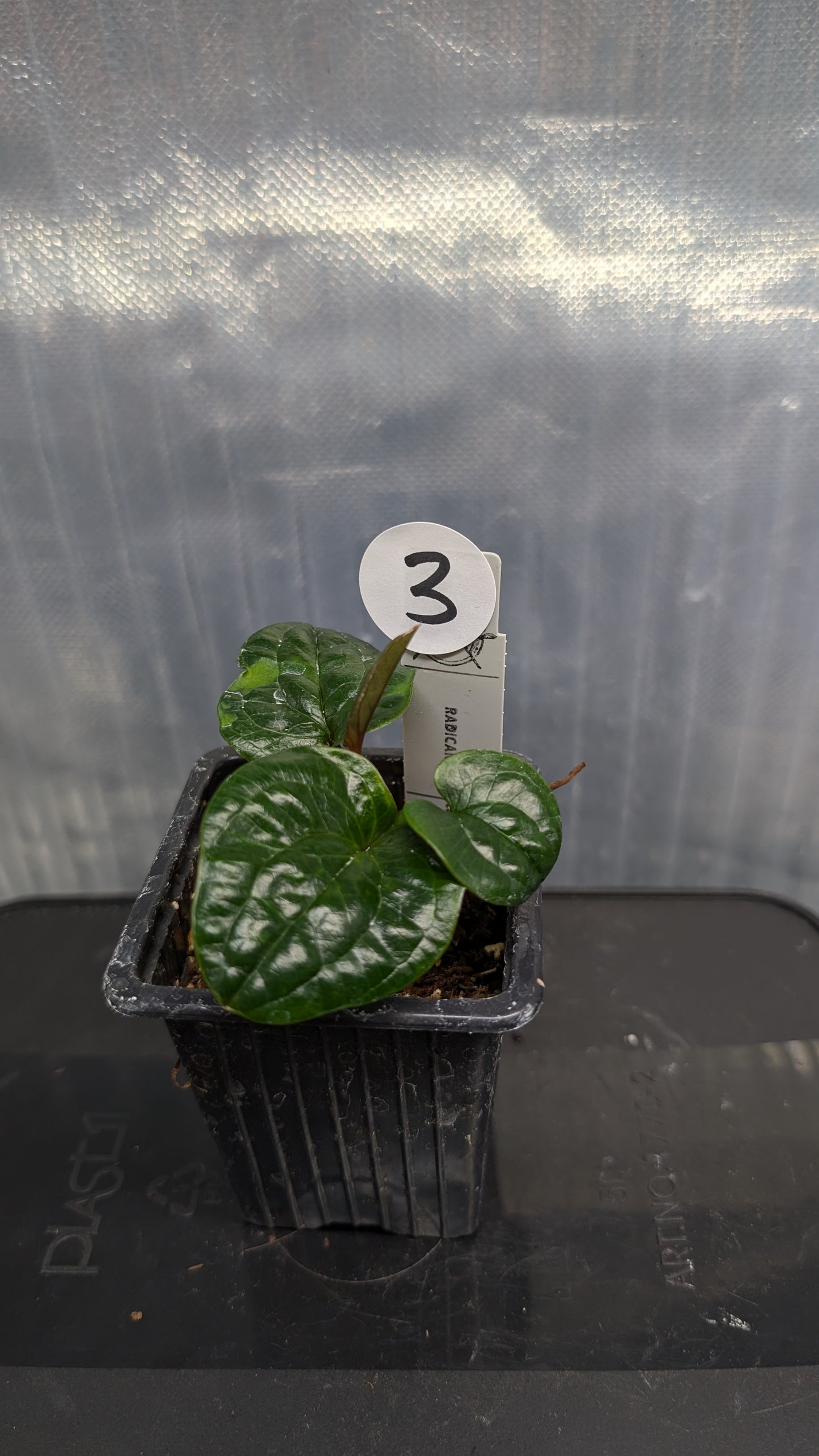 Anthurium Radicans clone
