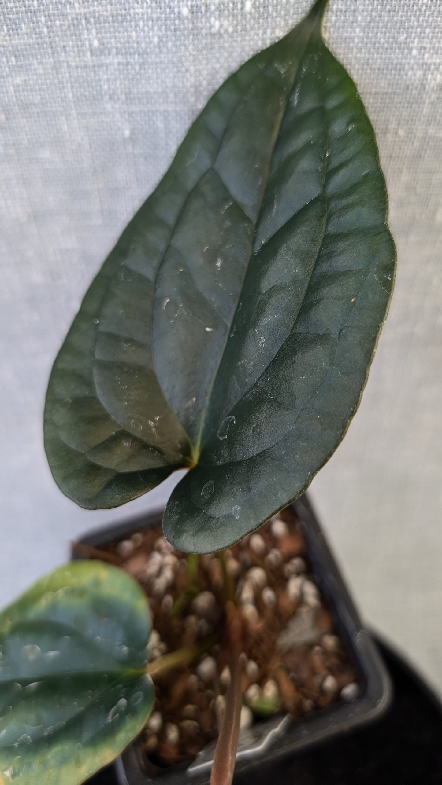 Anthurium Luxurians x Papillilaminum 'Fort Sherman'