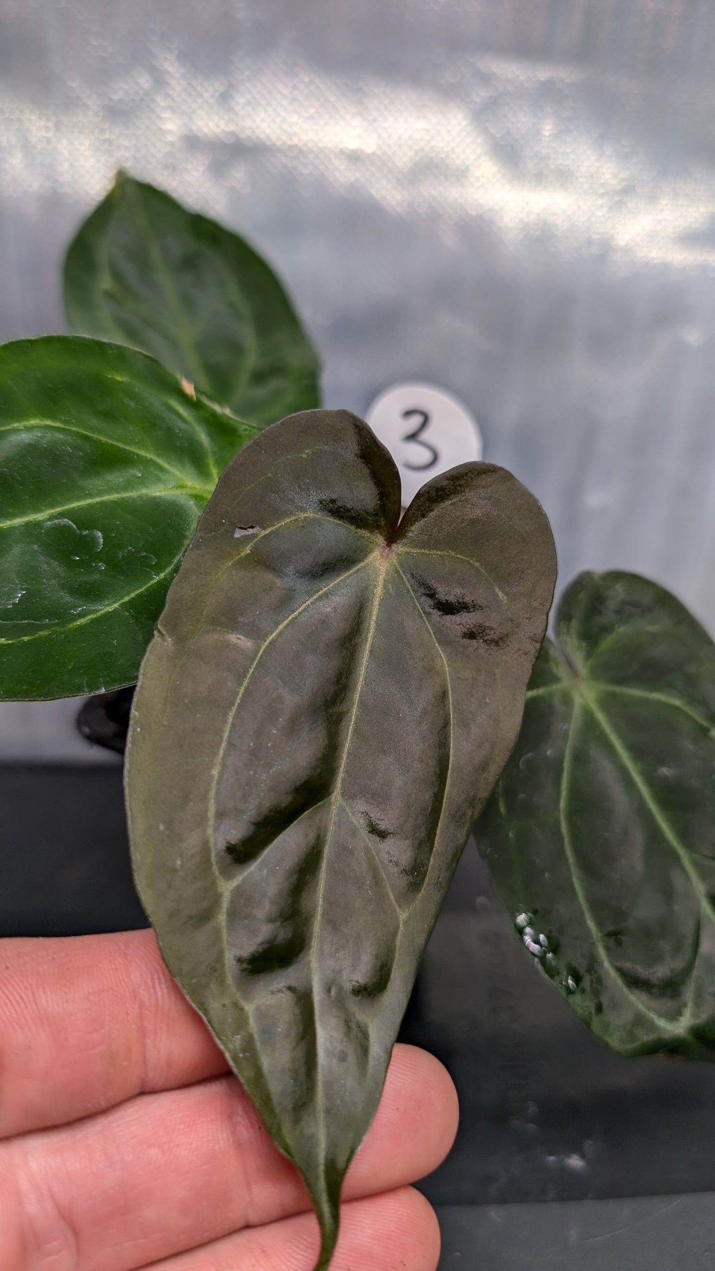 Anthurium Ace of Spagetii F2 (Ace of Spades x Forgetii) F2