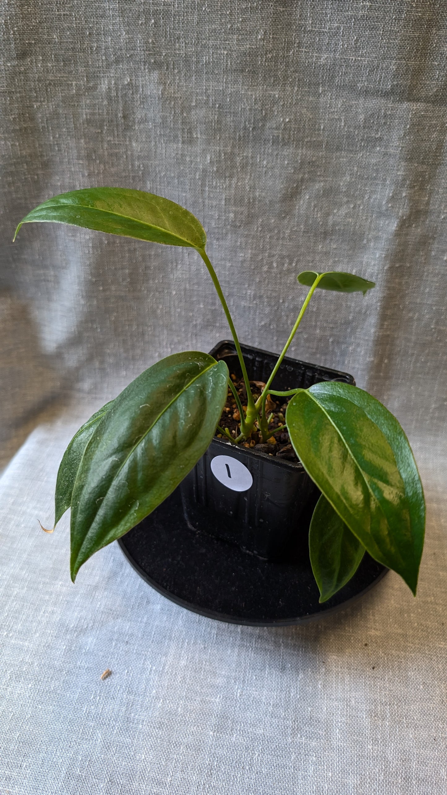 Anthurium Scherzerianum x Wendlingeri