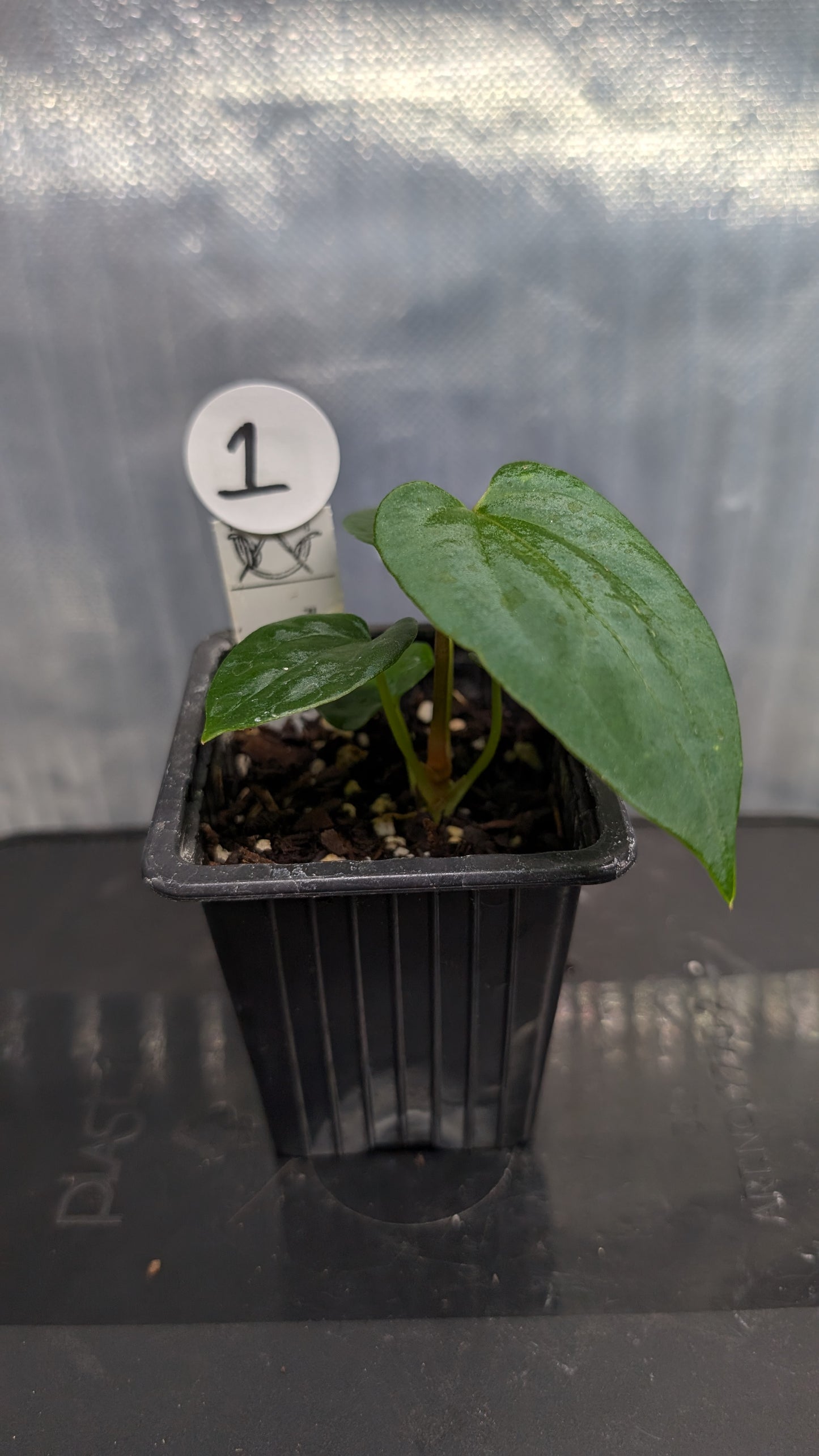 Anthurium Papillilaminum 'Fort Sherman'