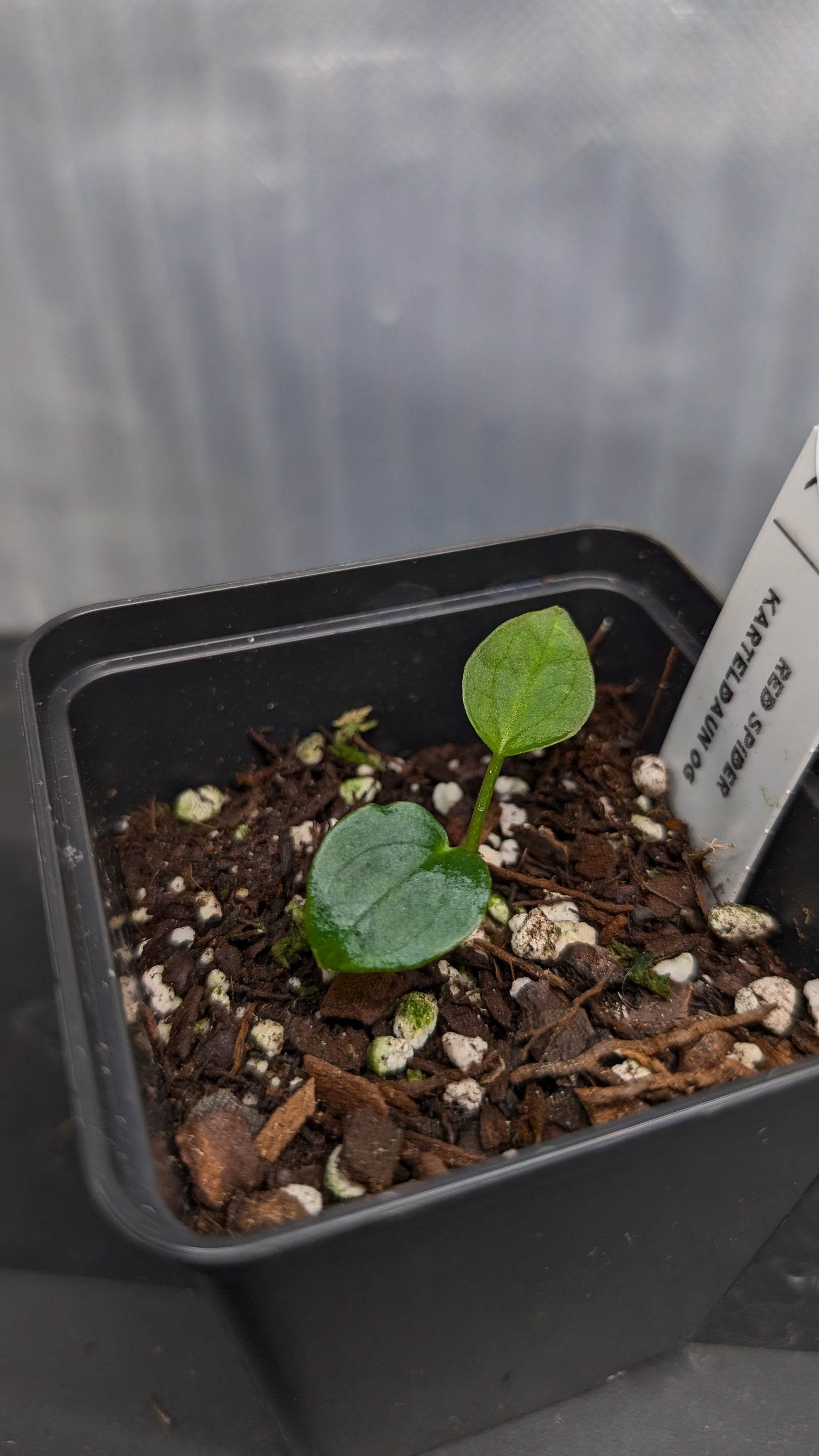 Anthurium Red Spider CLONE