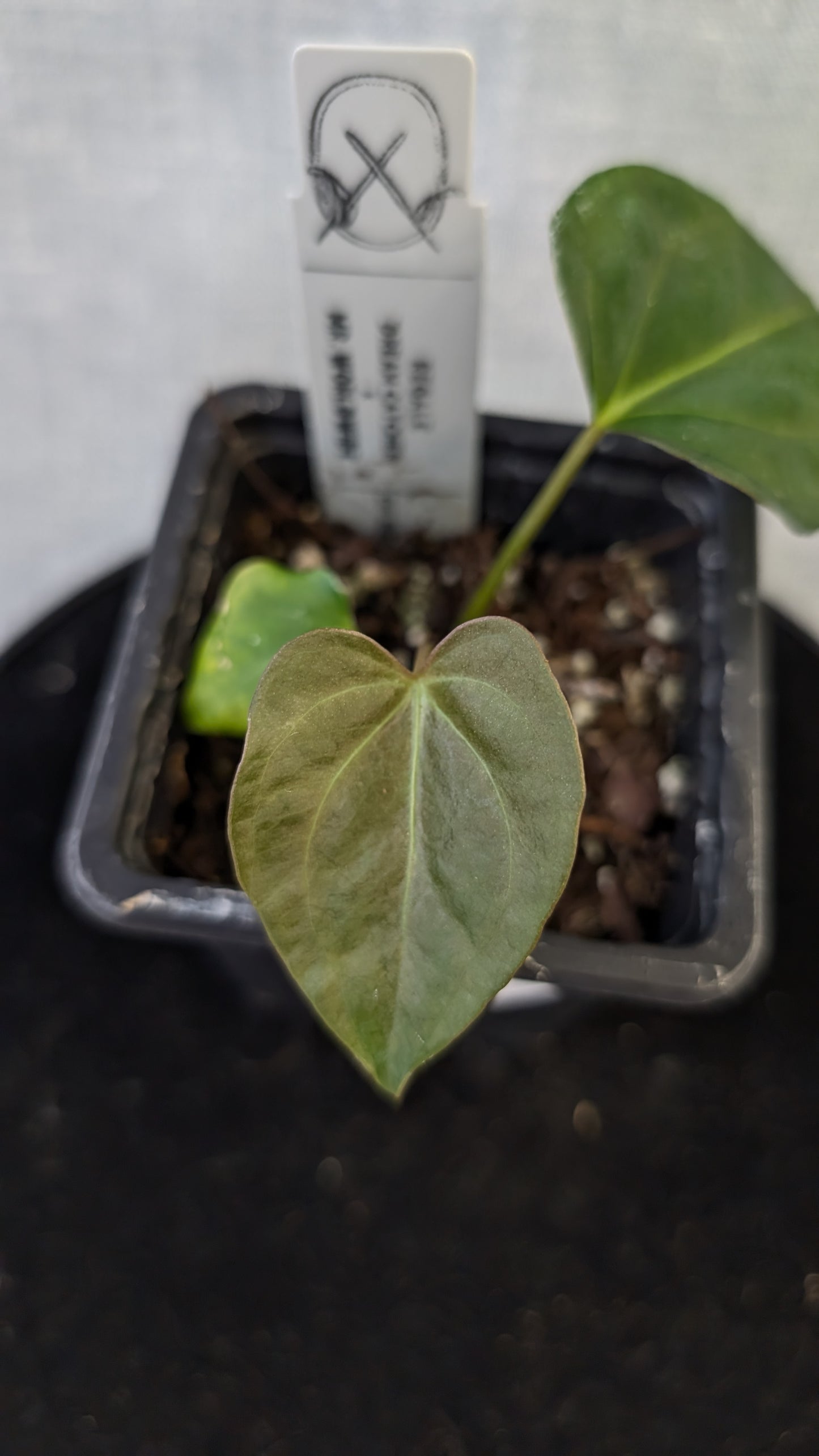 Anthurium Regale 'Dream Catcher' x Mr. Worldwide