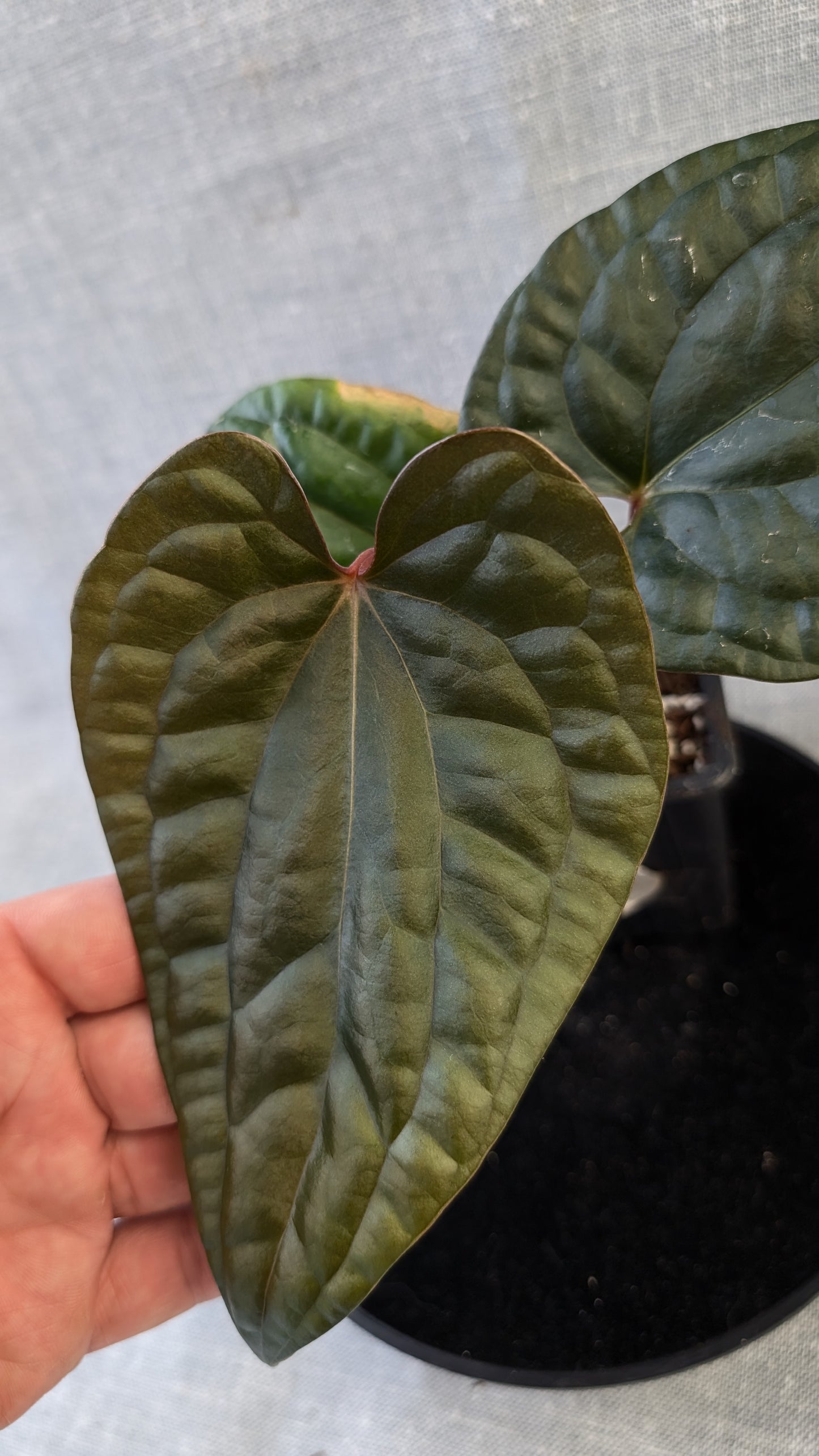 Anthurium Luxurians x Papillilaminum 'Fort Sherman'