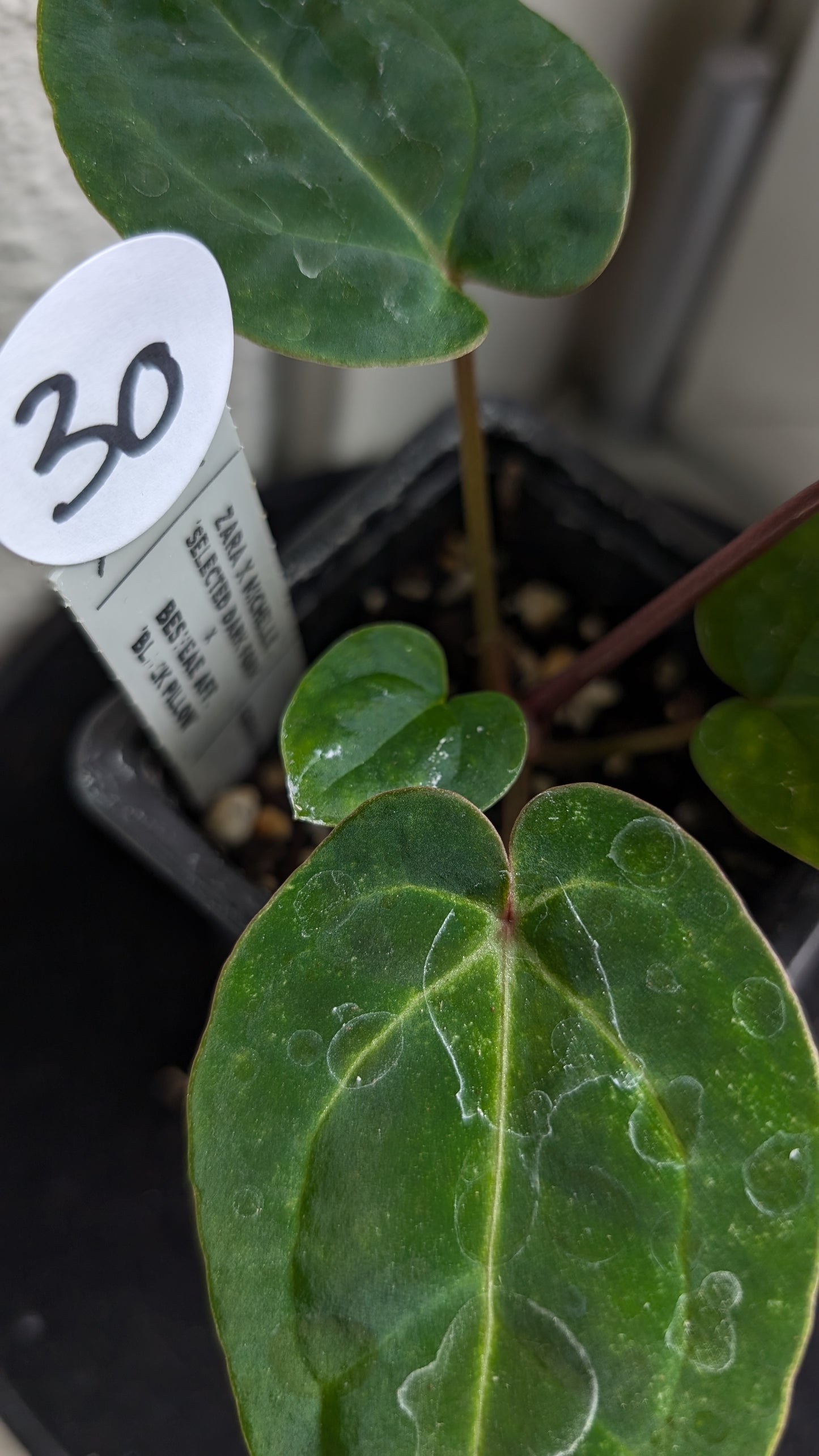 Anthurium Doc Block Zara x Michelle 'Selected Dark Form' x Besseae aff. 'Black Pillow'