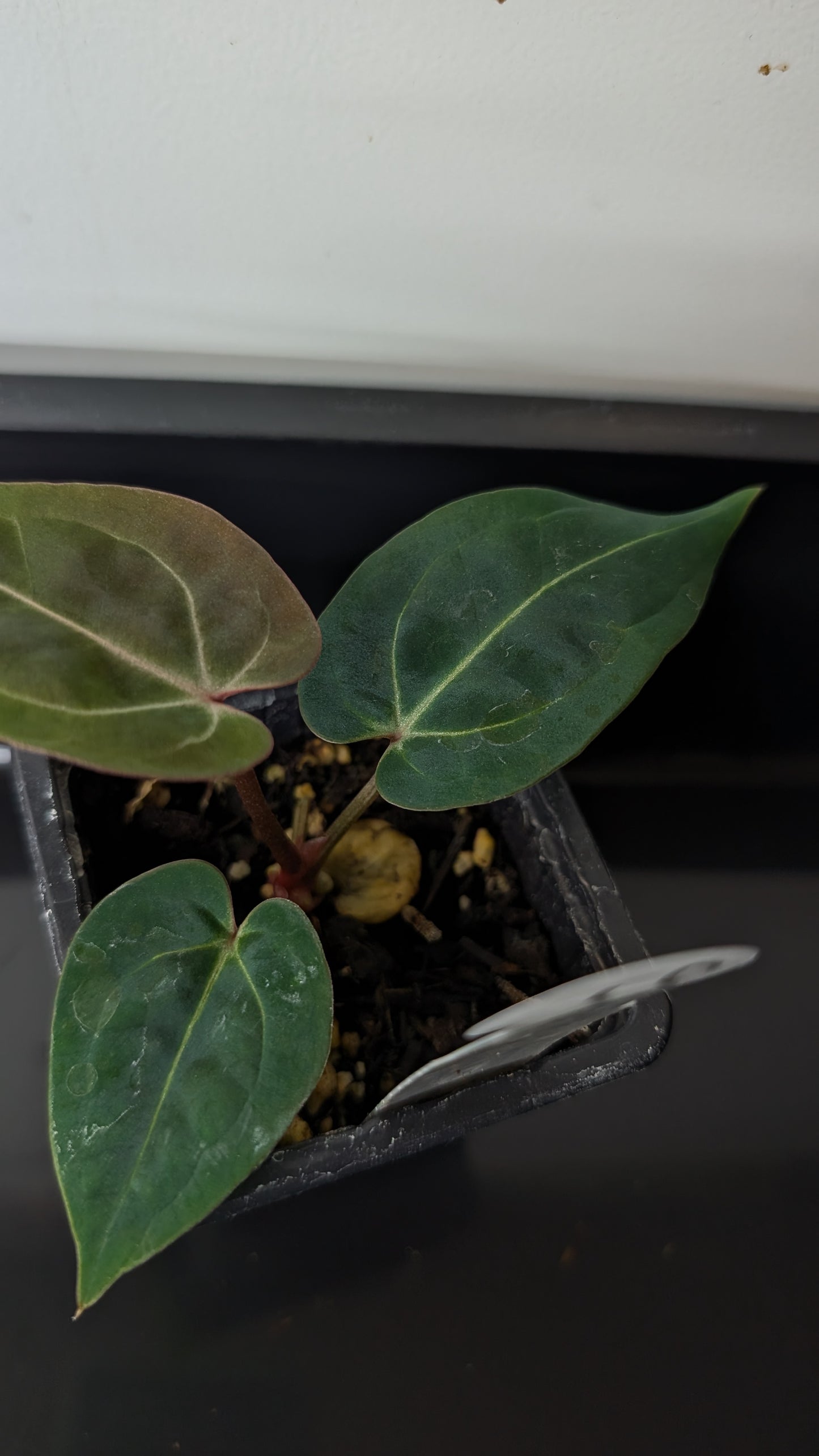 Anthurium Doc Block Zara x Michelle 'Selected Dark Form' x Besseae aff. 'Black Pillow'