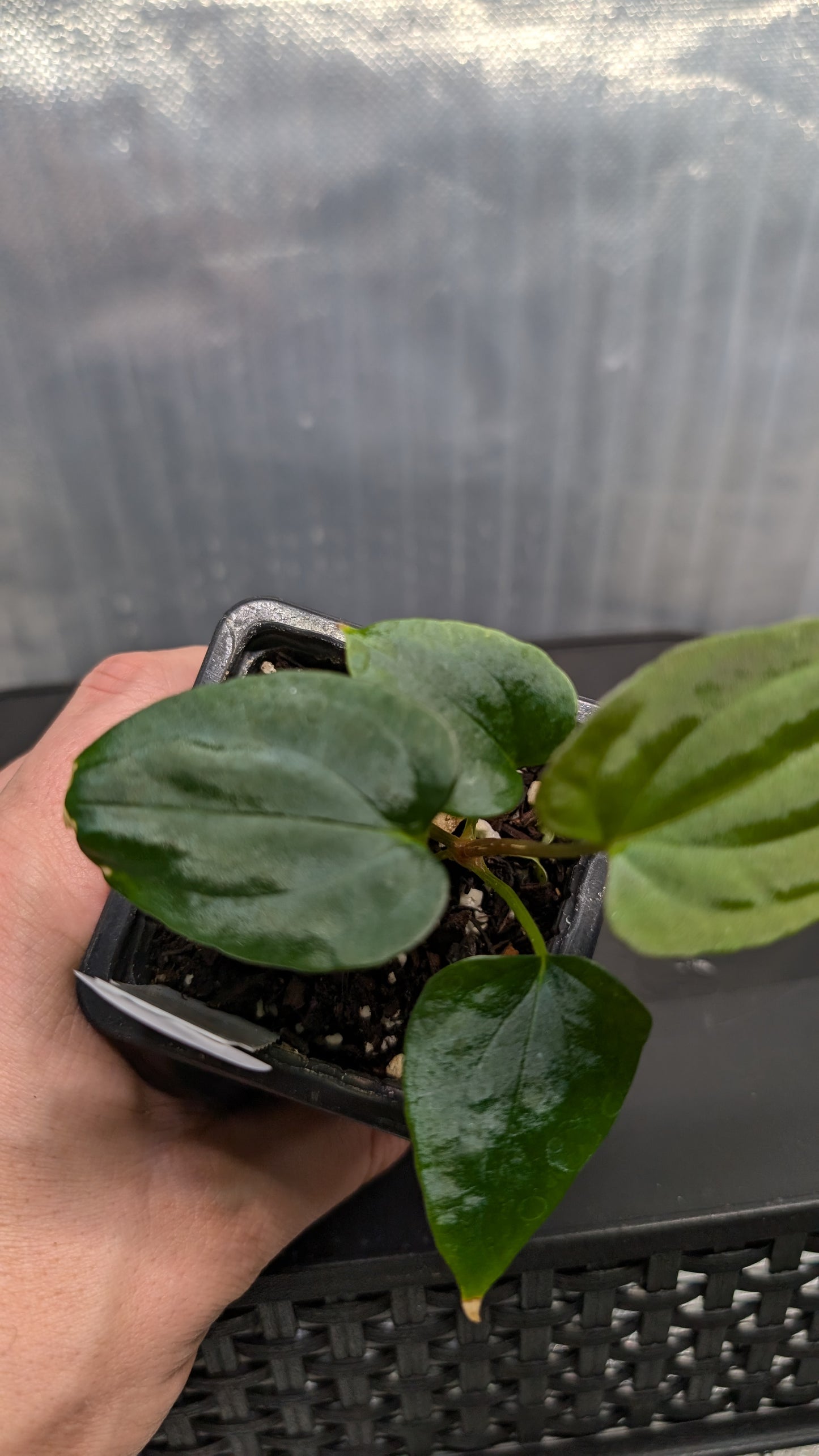 Anthurium Papillilaminum 'Fort Sherman'