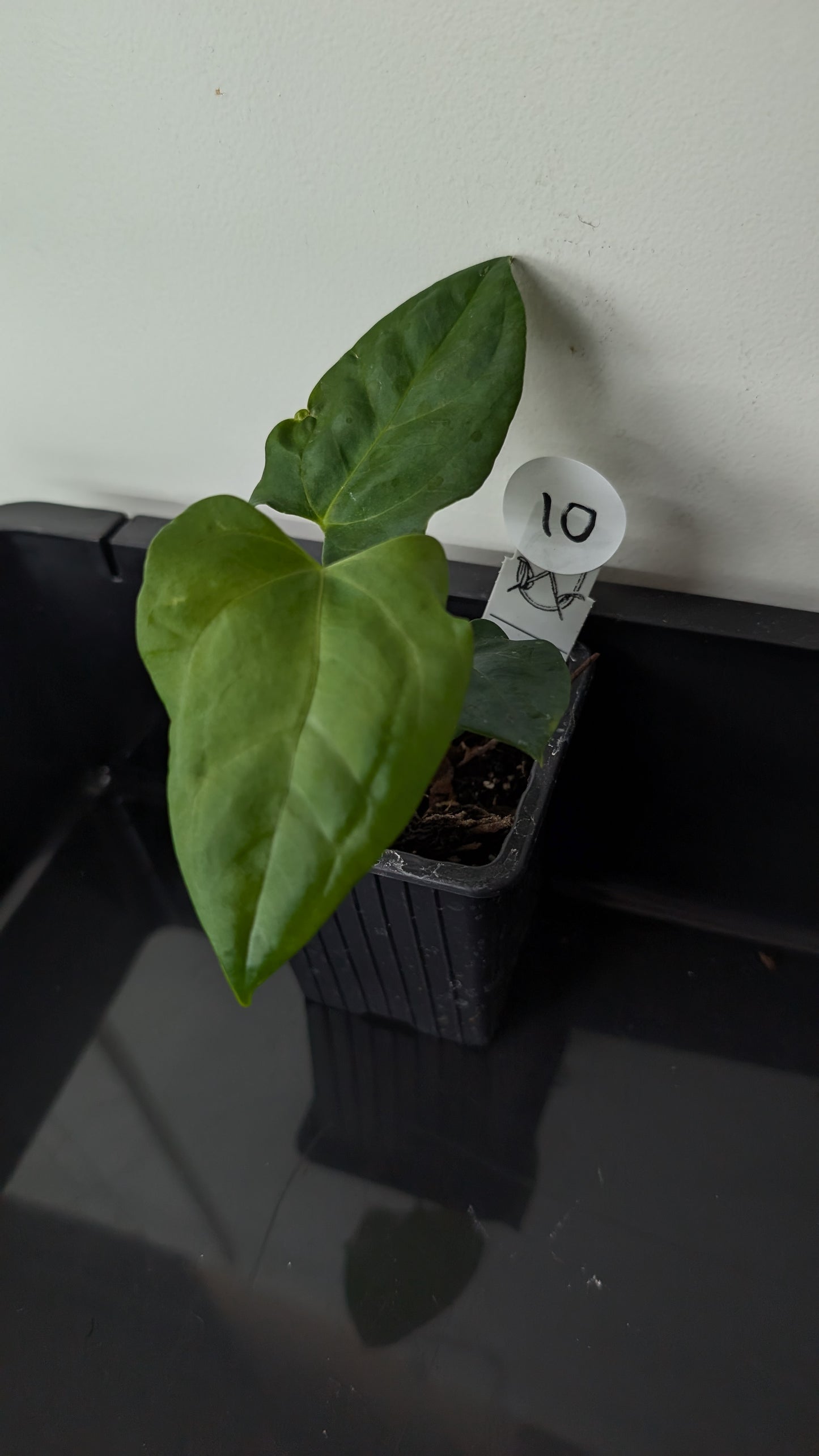 Anthurium Papillilaminum 'Fort Sherman' x Mr. Worldwide