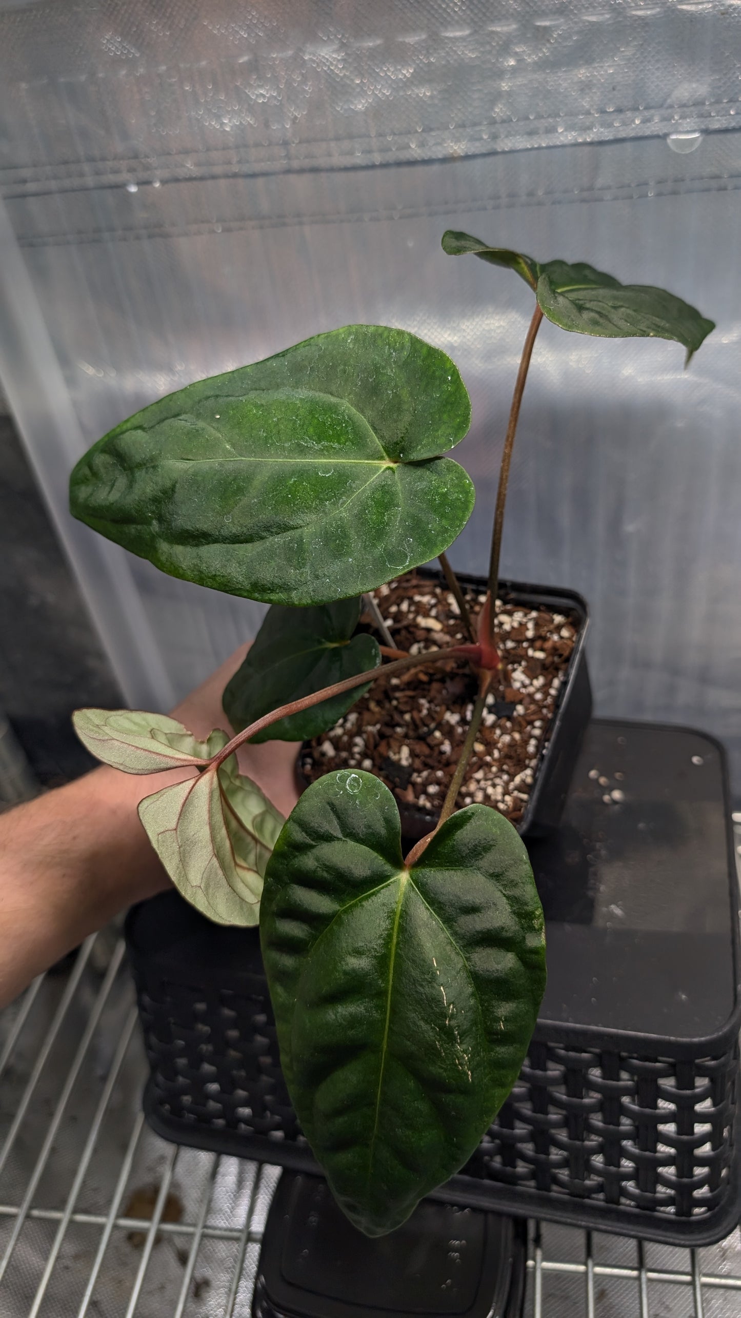 Anthurium Besseae aff 'Black Pillow' x Papillilaminum 'Fort Sherman' seedlings