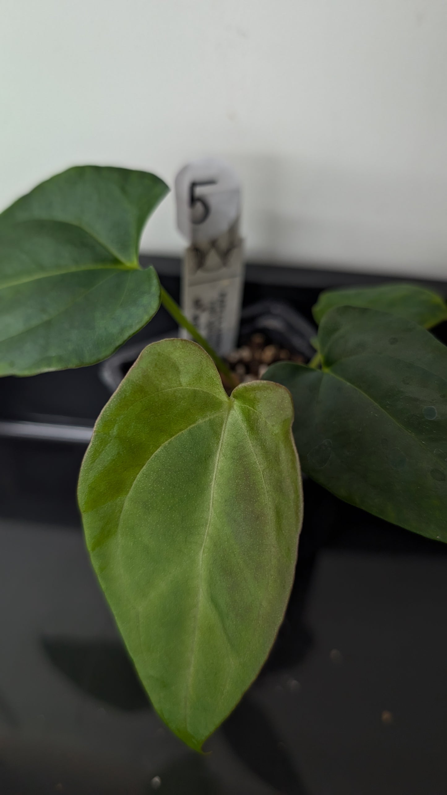 Anthurium Papillilaminum 'Fort Sherman' x Mr. Worldwide