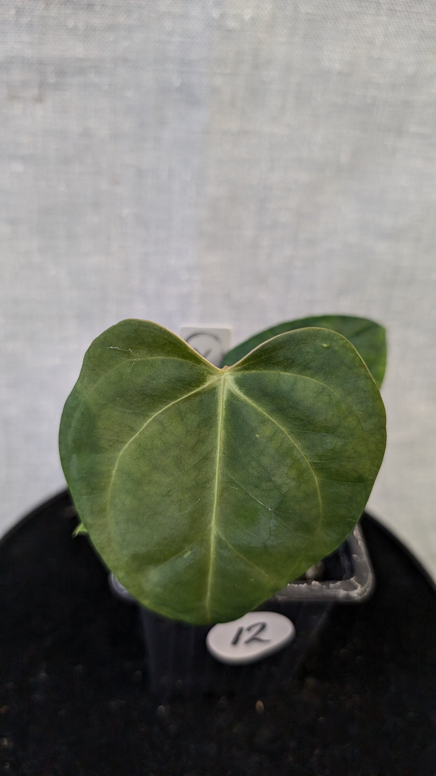 Anthurium Regale 'Dream Catcher' x Mr. Worldwide