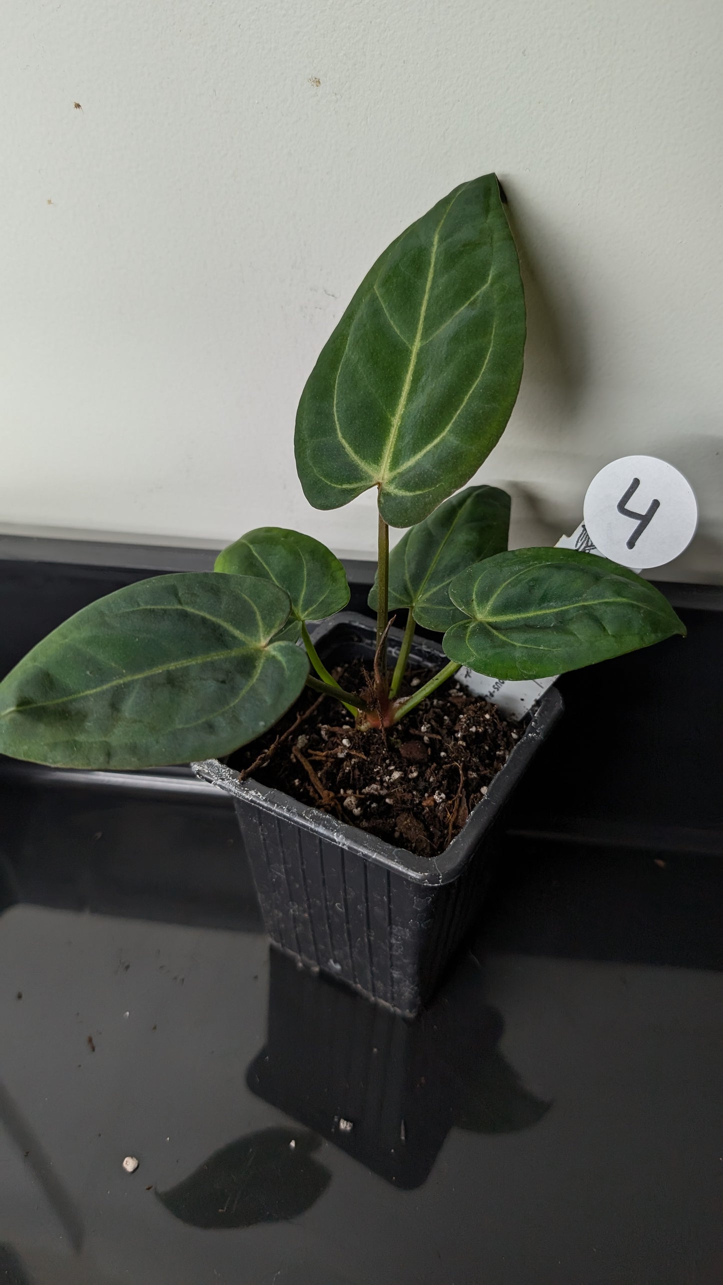 Anthurium Doc Block 'Zara' x 'Michelle' Selected Dark Form x Mr. Worldwide