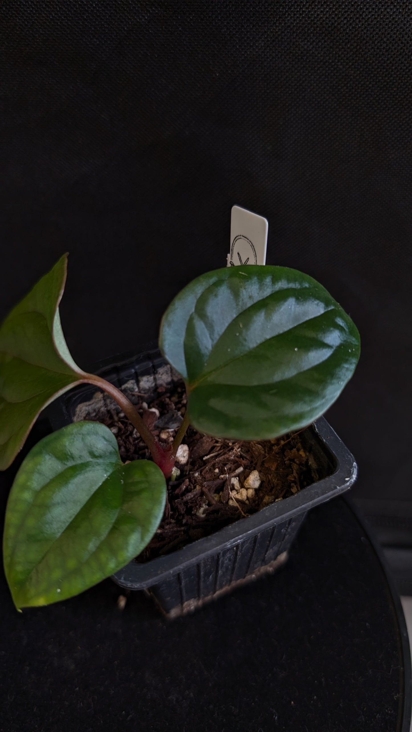 Anthurium Luxurians x Papillilaminum 'Fort Sherman'
