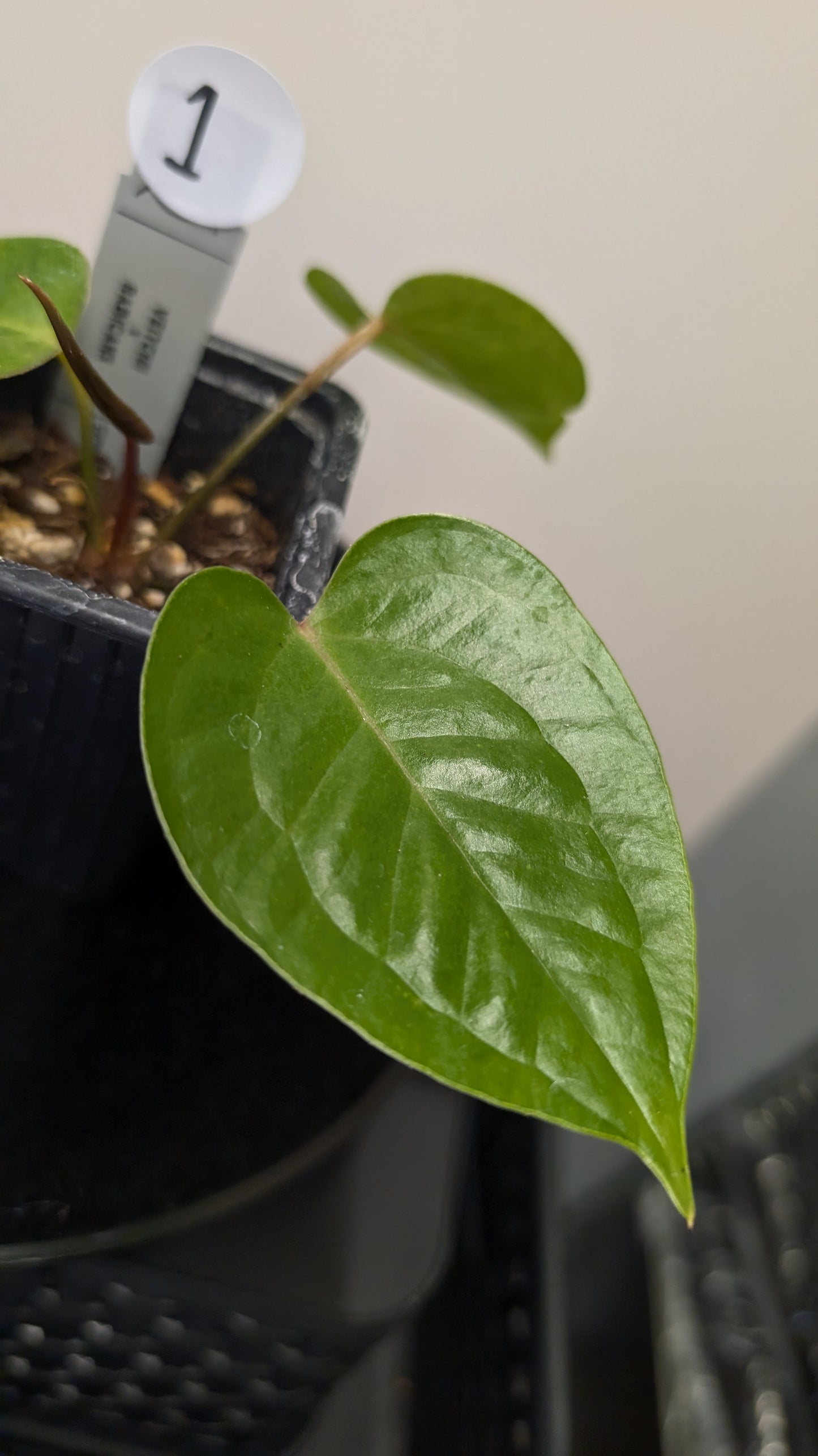 Anthurium Veitchii x Radicans (Unique Curious Plants-cross)