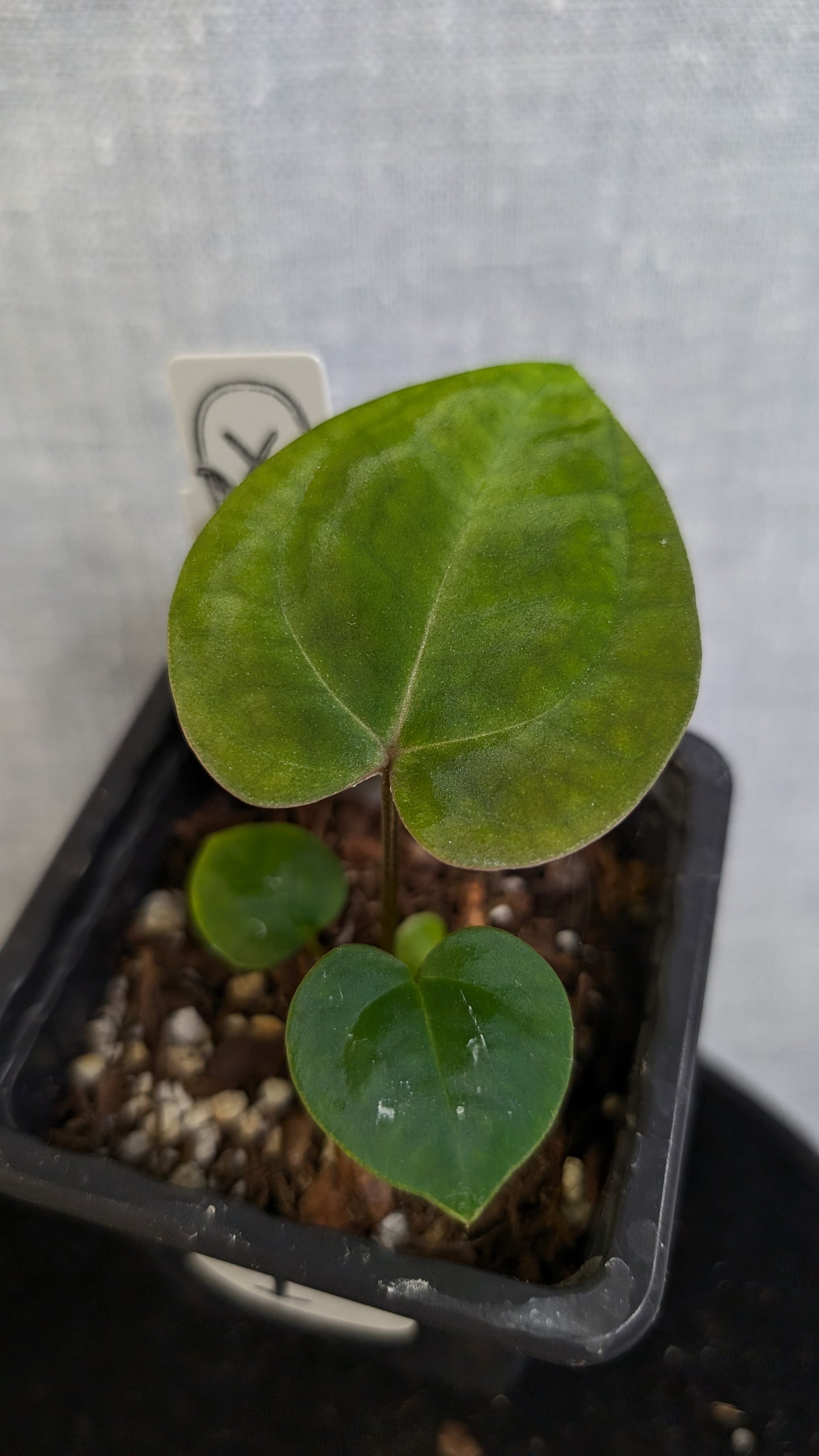 Anthurium Doc Block 'Zara' x 'Michelle' Selected Dark Form x Besseae aff. 'Black Pillow'
