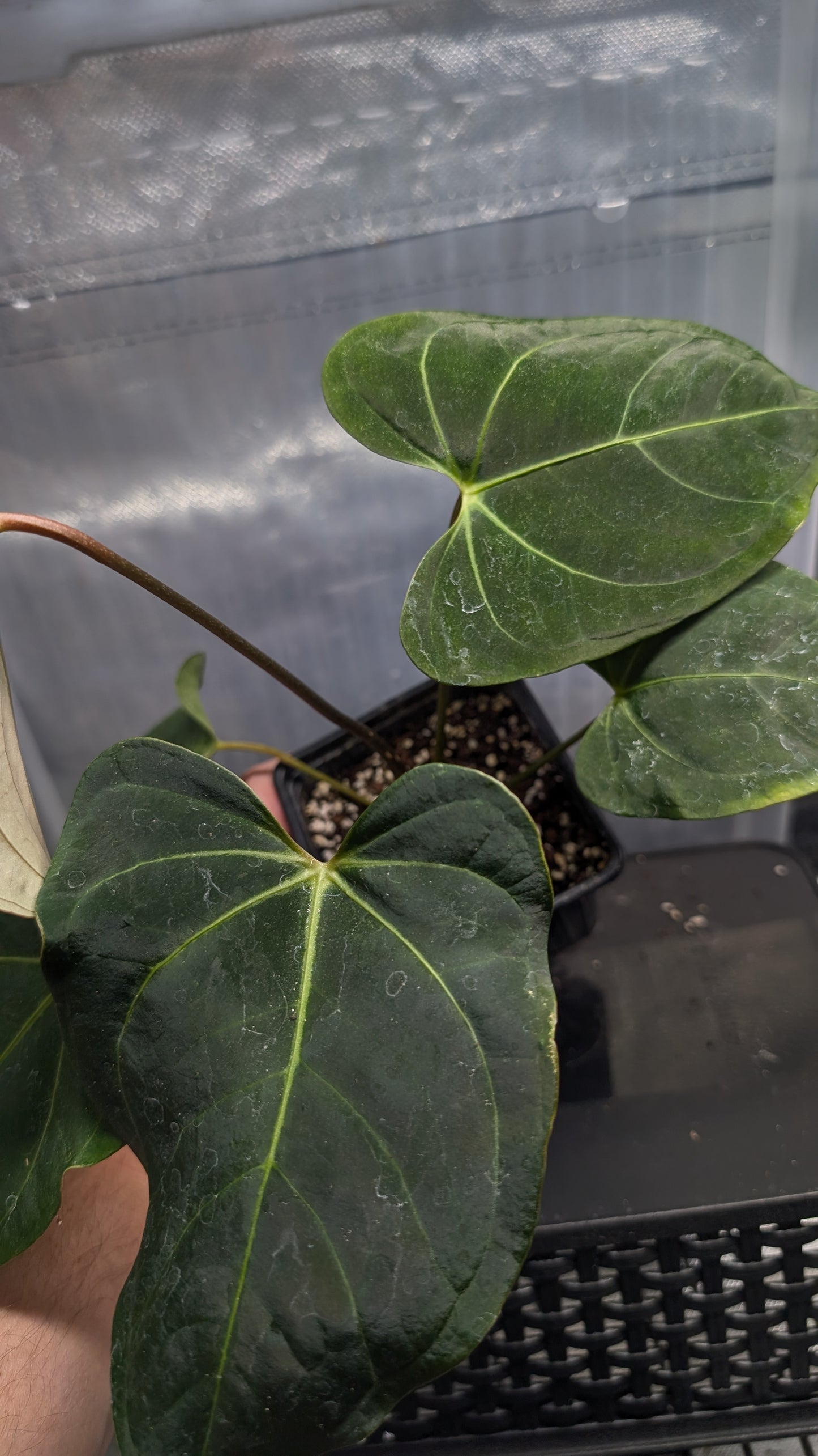 Anthurium Regale 'Dream Catcher' x Mr. Worldwide