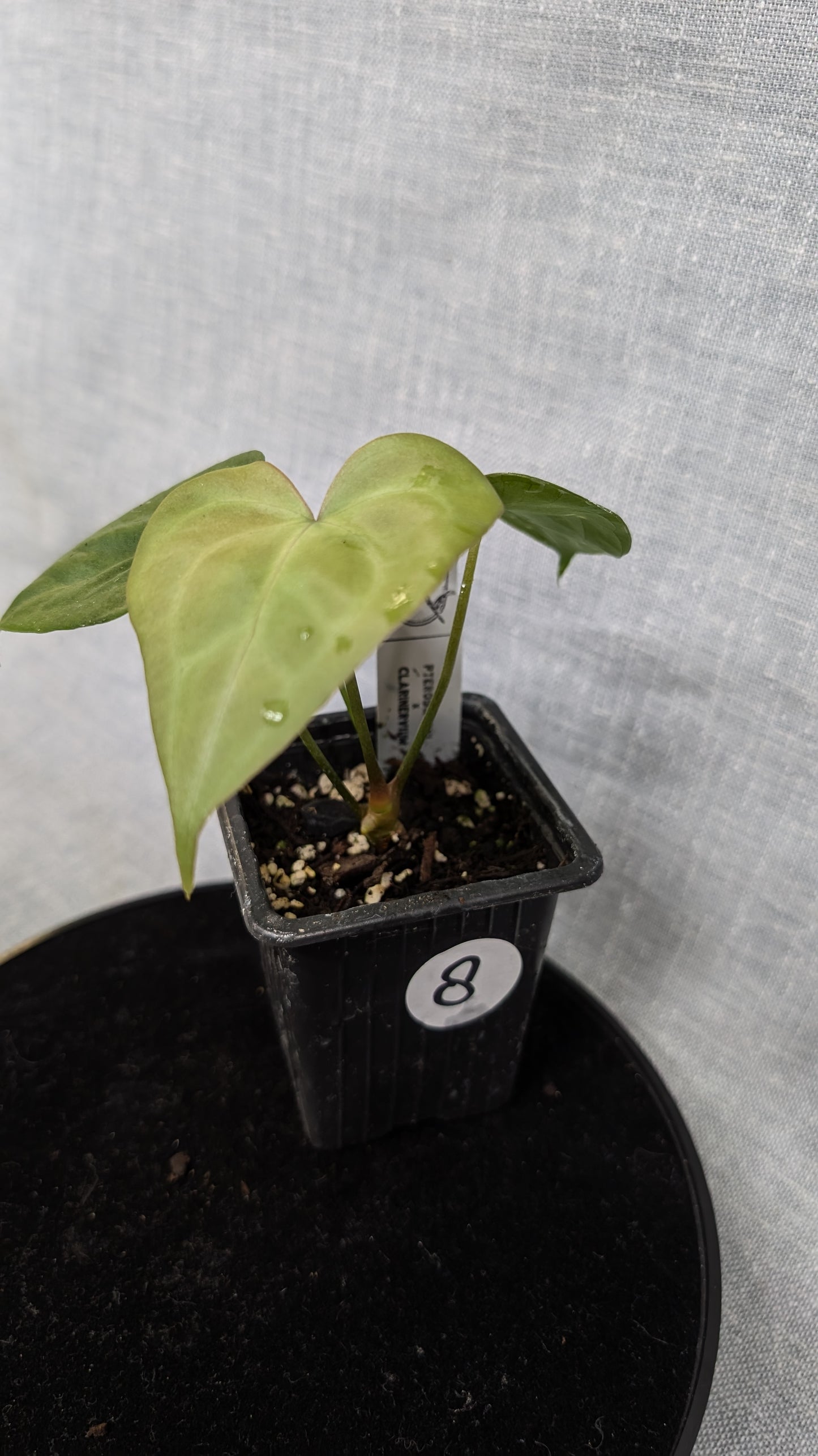 Anthurium Pterodactyl variegata x Clarinervium (or x self)