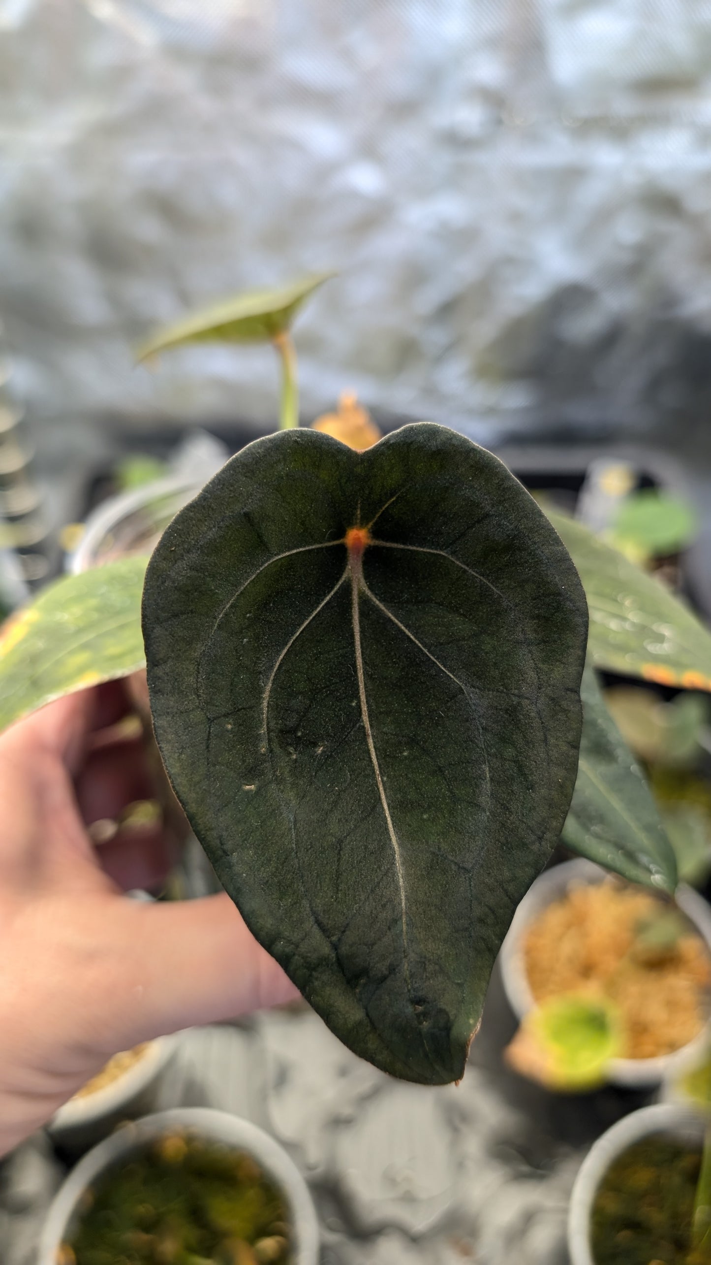 Anthurium Red Spider CLONE