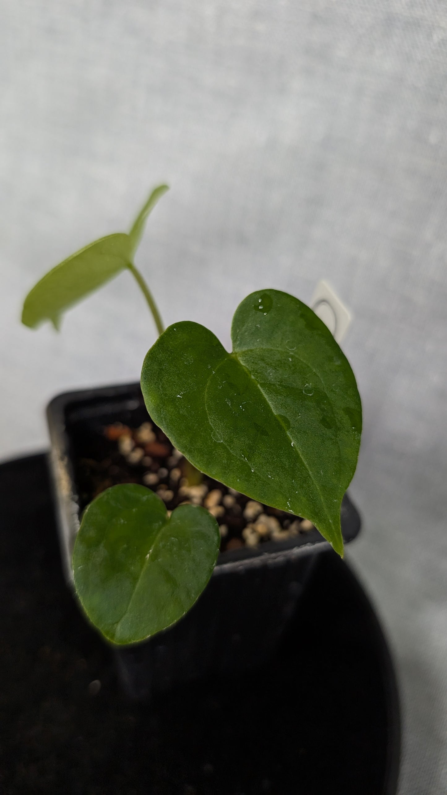 Anthurium Pterodactyl variegata x Clarinervium (or x self)