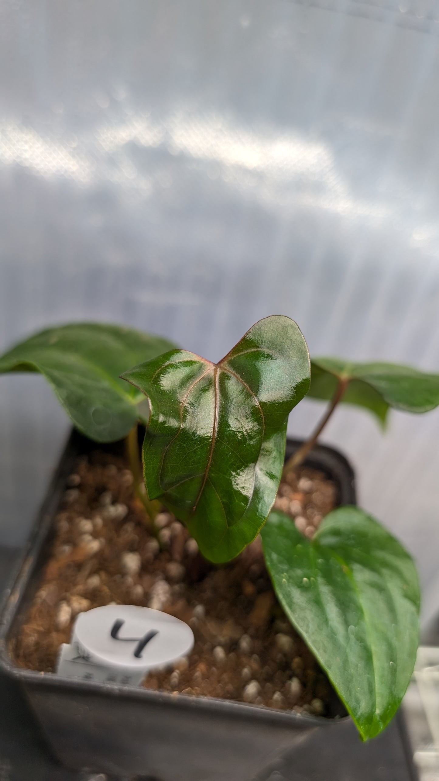 Anthurium PapillilaminumX (Red Sinus / Veins) x Papillilaminum 'Daniel'