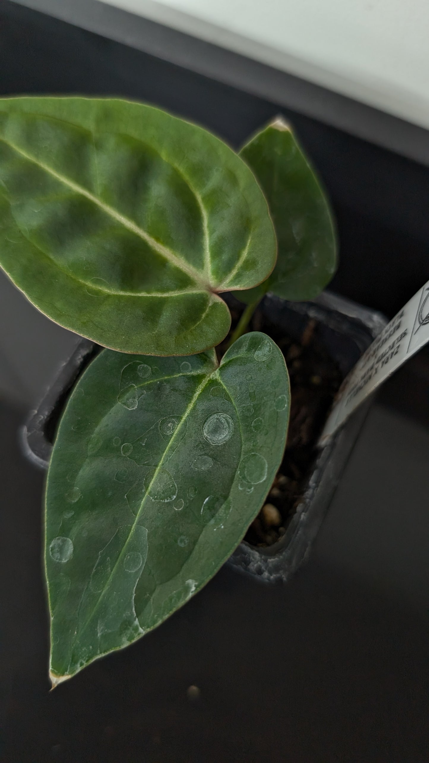 Anthurium Doc Block Zara x Michelle 'Selected Dark Form' x Besseae aff. 'Black Pillow'