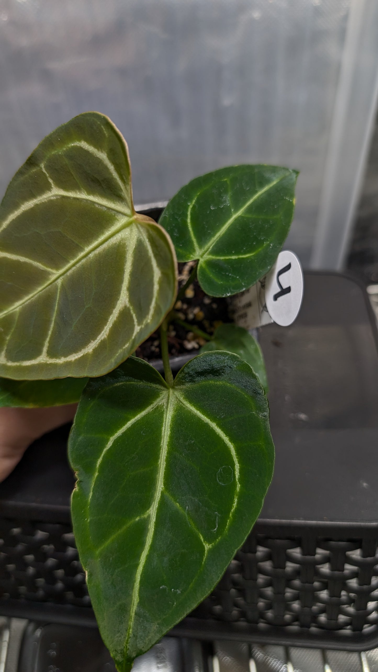 Anthurium Regale 'Dream Catcher' x 'Silver Shield'