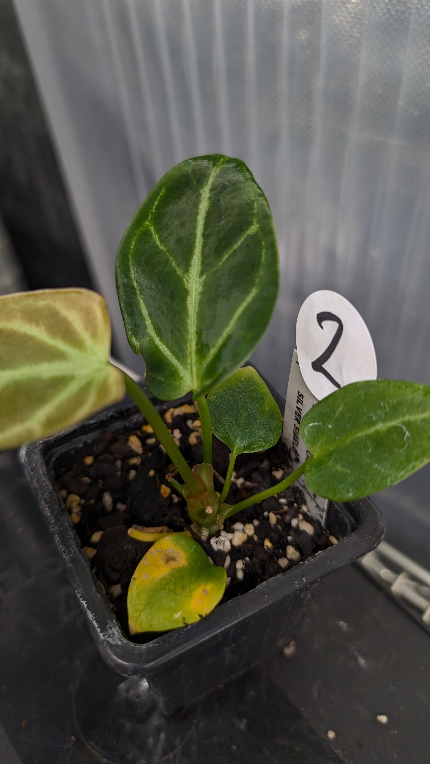 Anthurium Regale 'Dream Catcher' x 'Silver Shield'