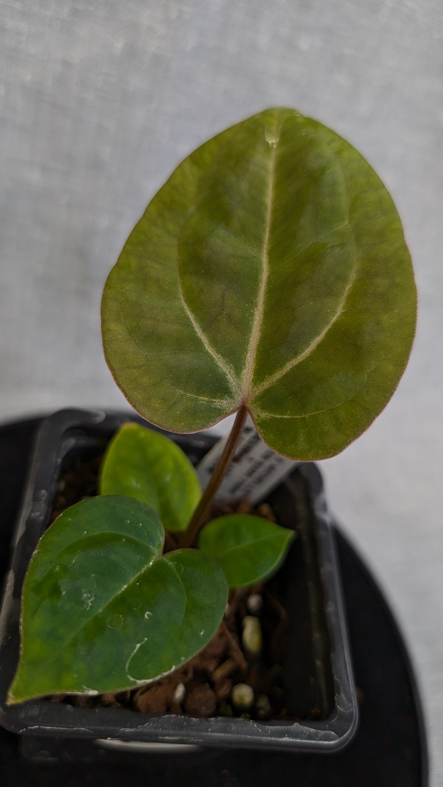 Anthurium Doc Block 'Zara' x 'Michelle' Selected Dark Form x Besseae aff. 'Black Pillow'