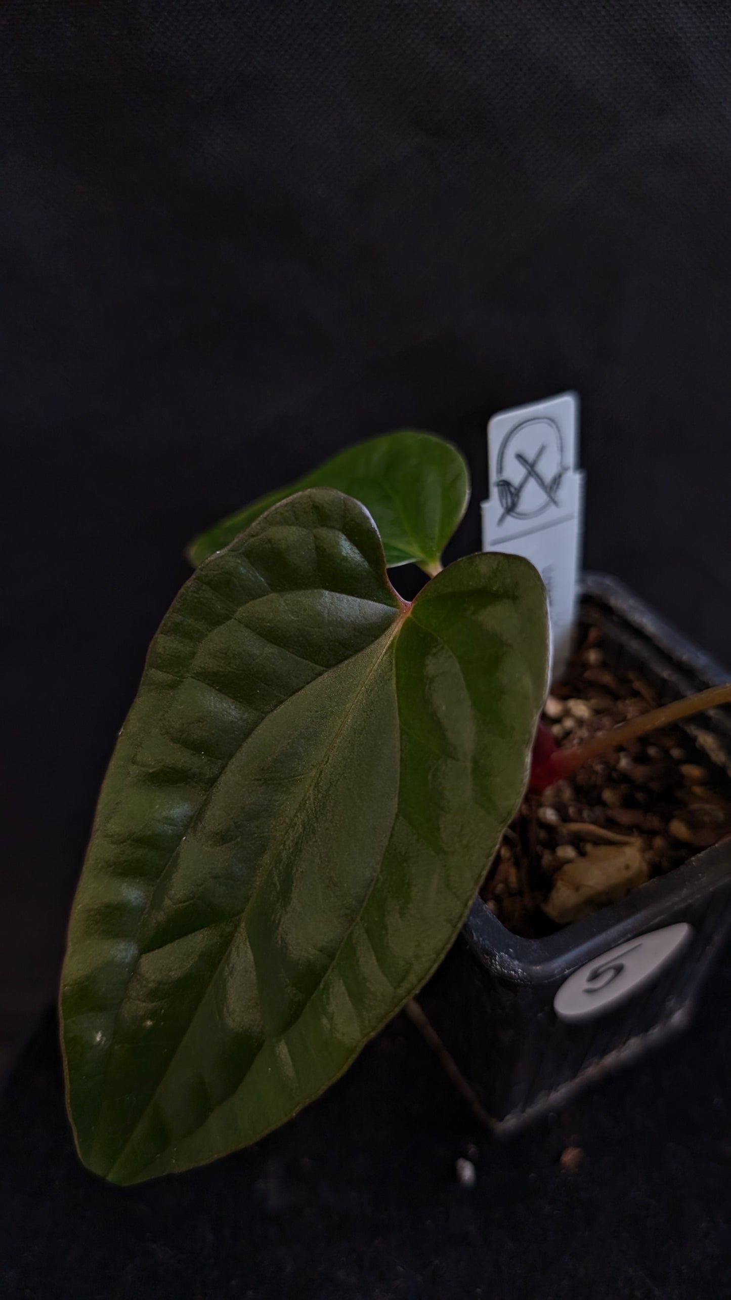 Anthurium Luxurians x Papillilaminum 'Fort Sherman'