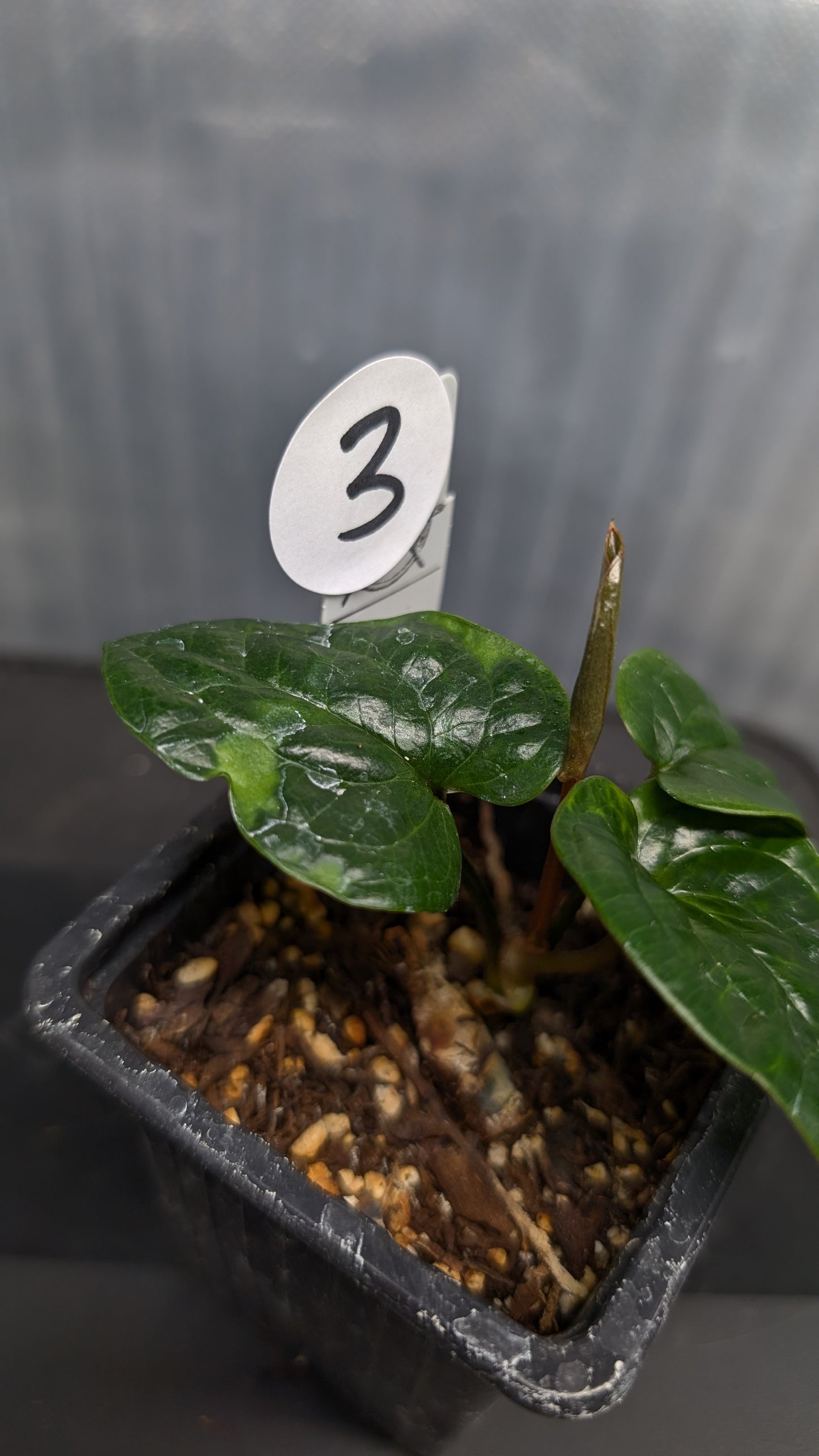 Anthurium Radicans clone