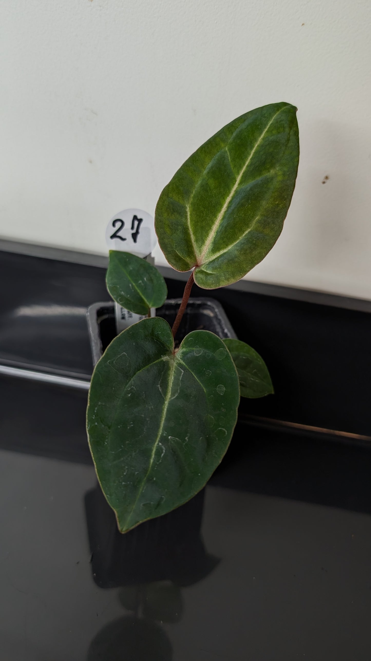 Anthurium Doc Block Zara x Michelle 'Selected Dark Form' x Besseae aff. 'Black Pillow'